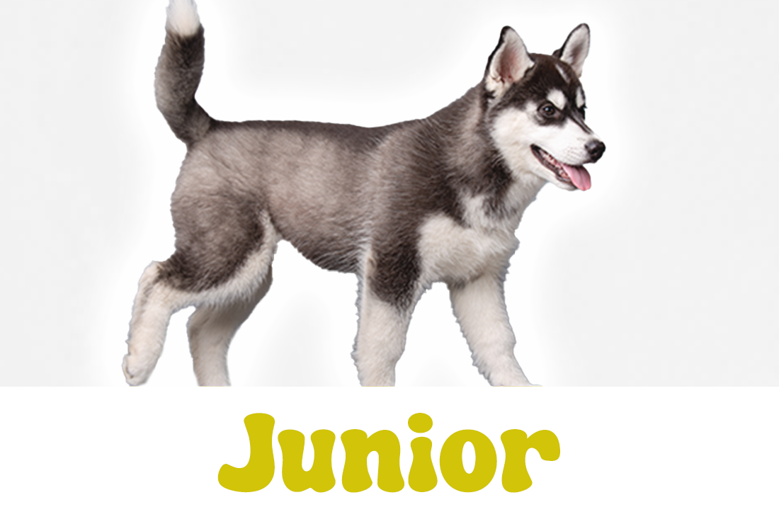 Junior