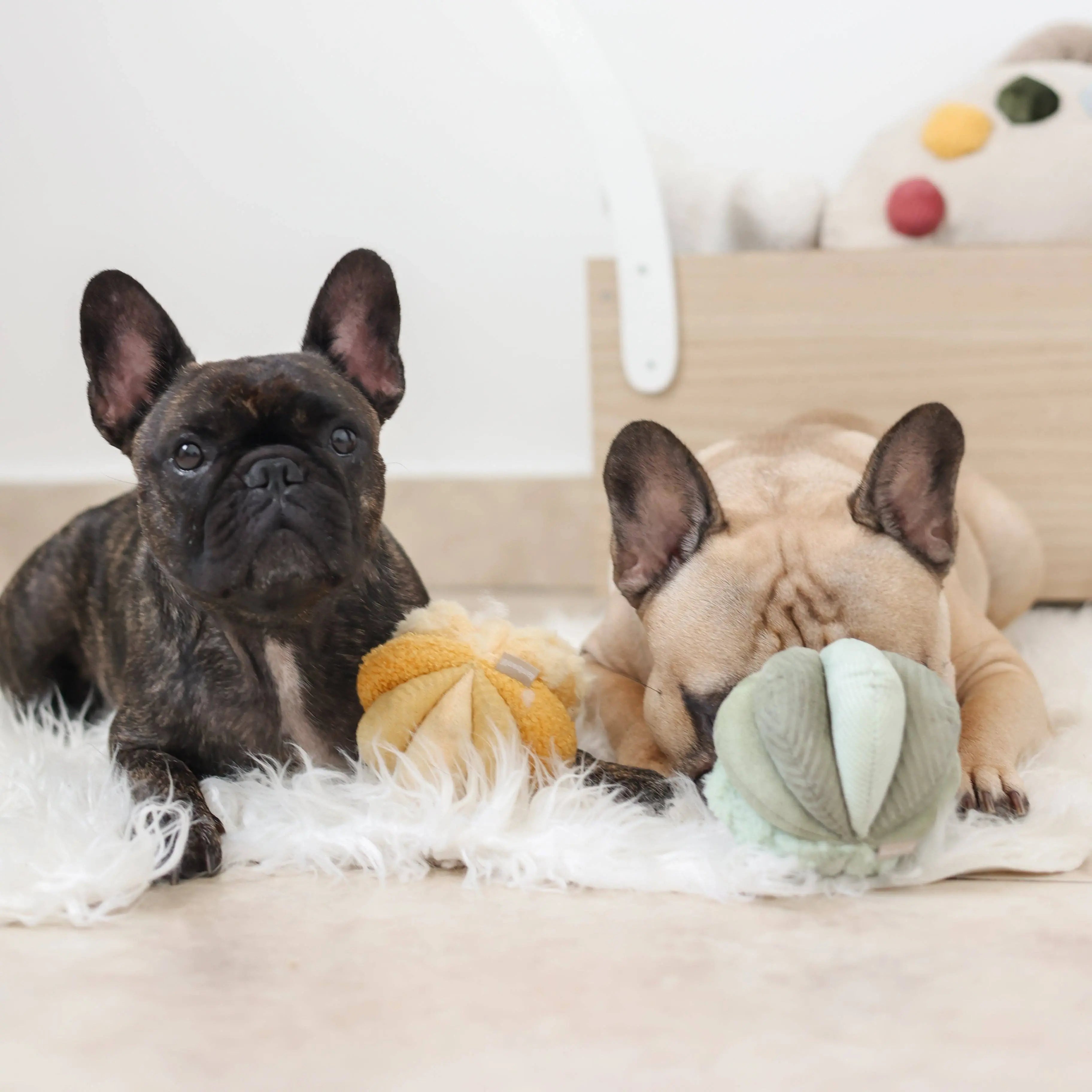 TOTO //Enrichment Toy ( small) : Green Lambwolf