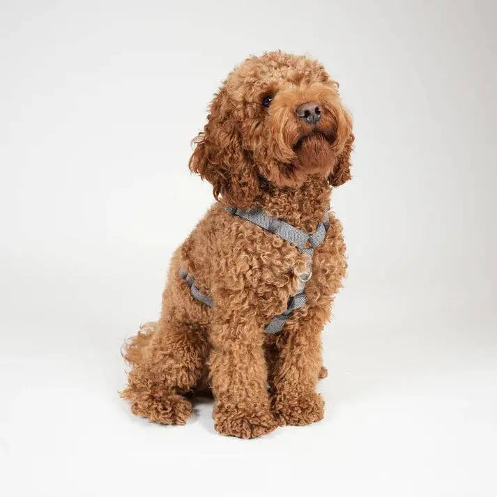 Tara H-Strap Dog Harness | Dusty Blue: 'S
