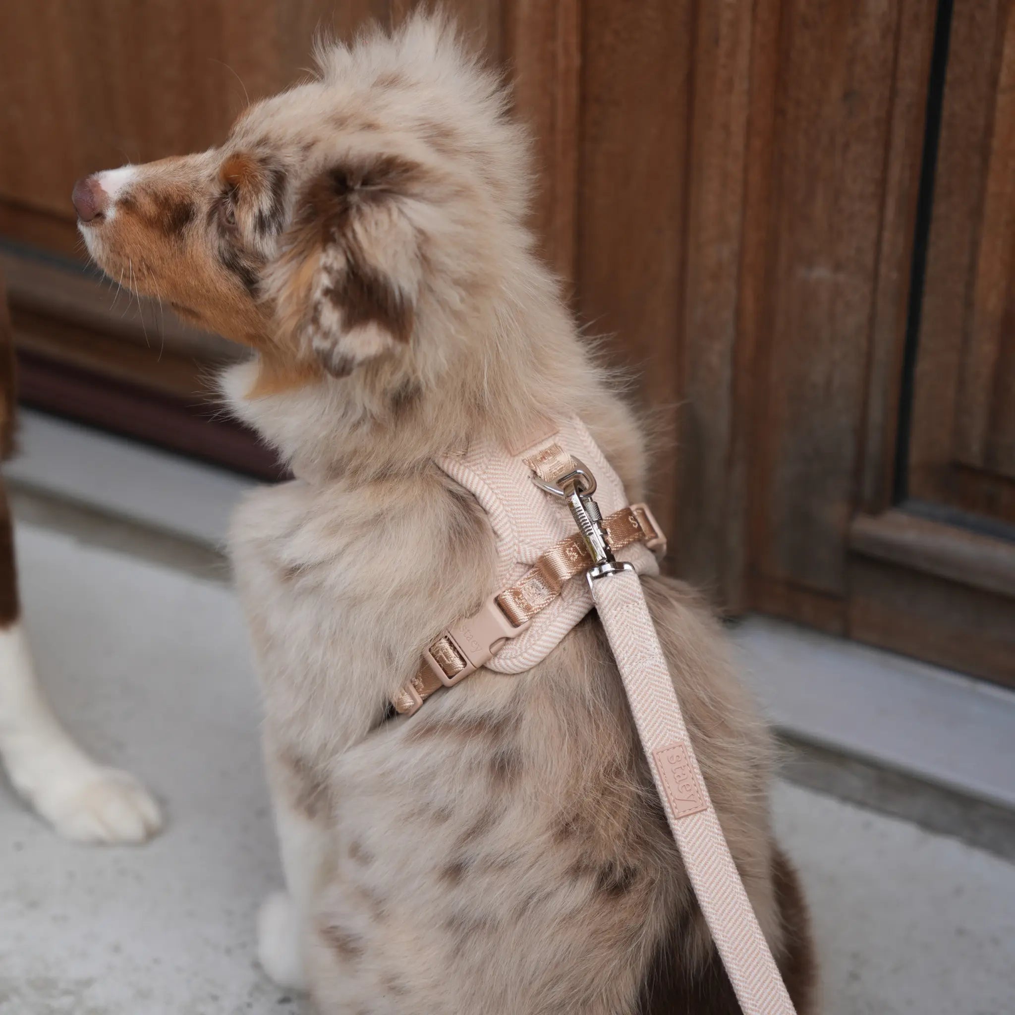 Elma Dog Harness | Light Rose: XL