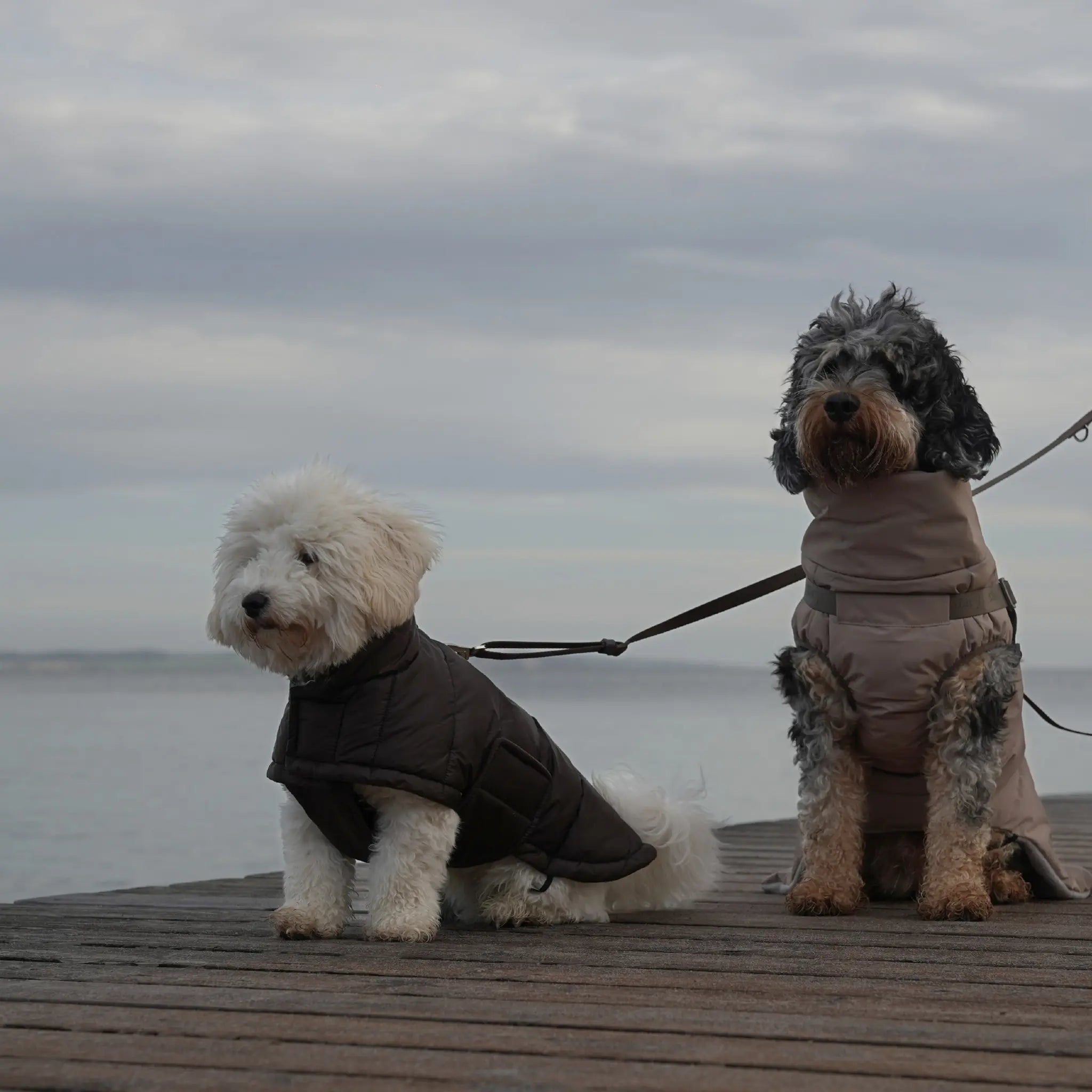 Nora Dog Coat | Espresso: XL Staey