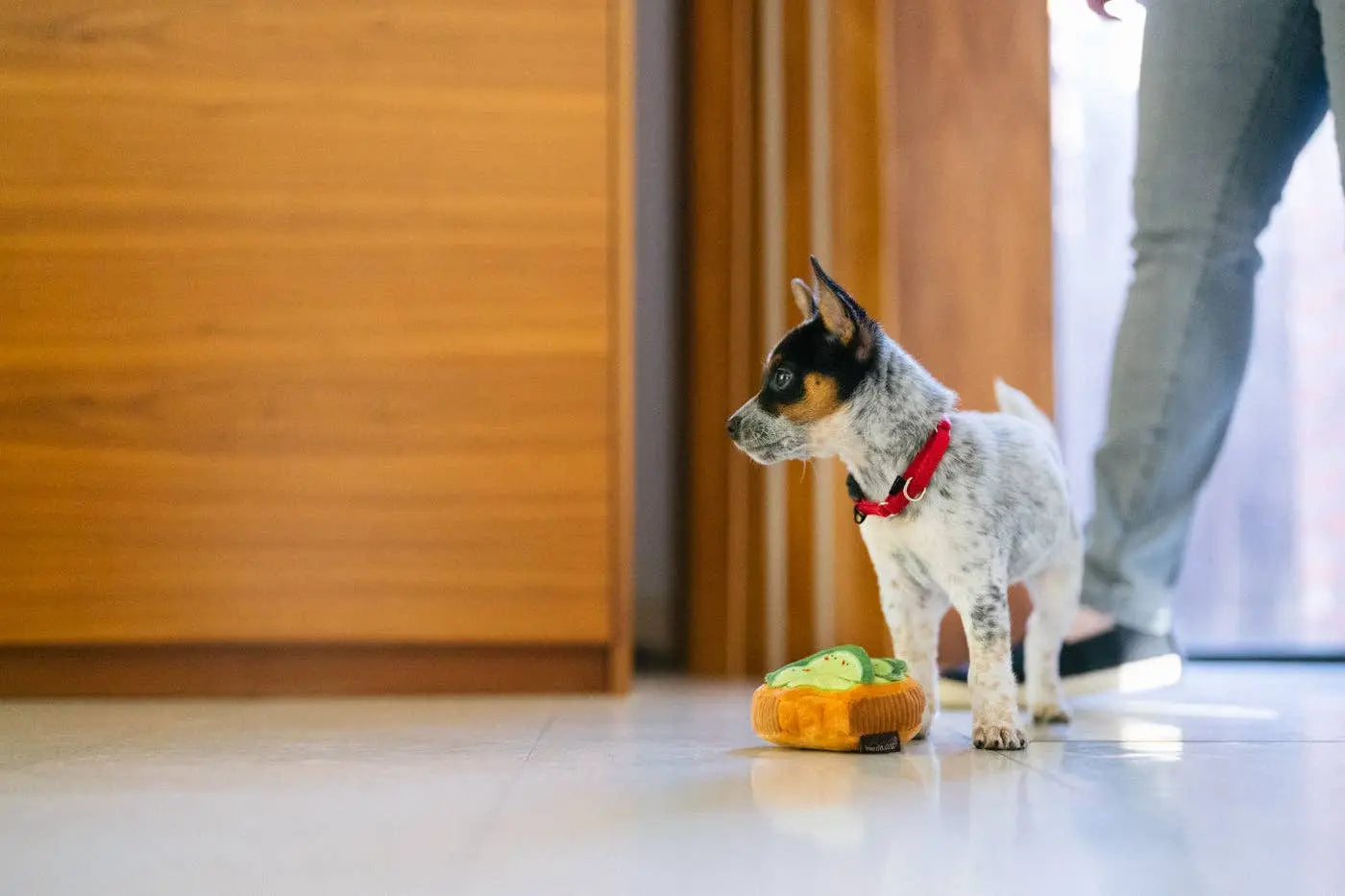 P.L.A.Y Barking Brunch Avo-doggo Toast: M