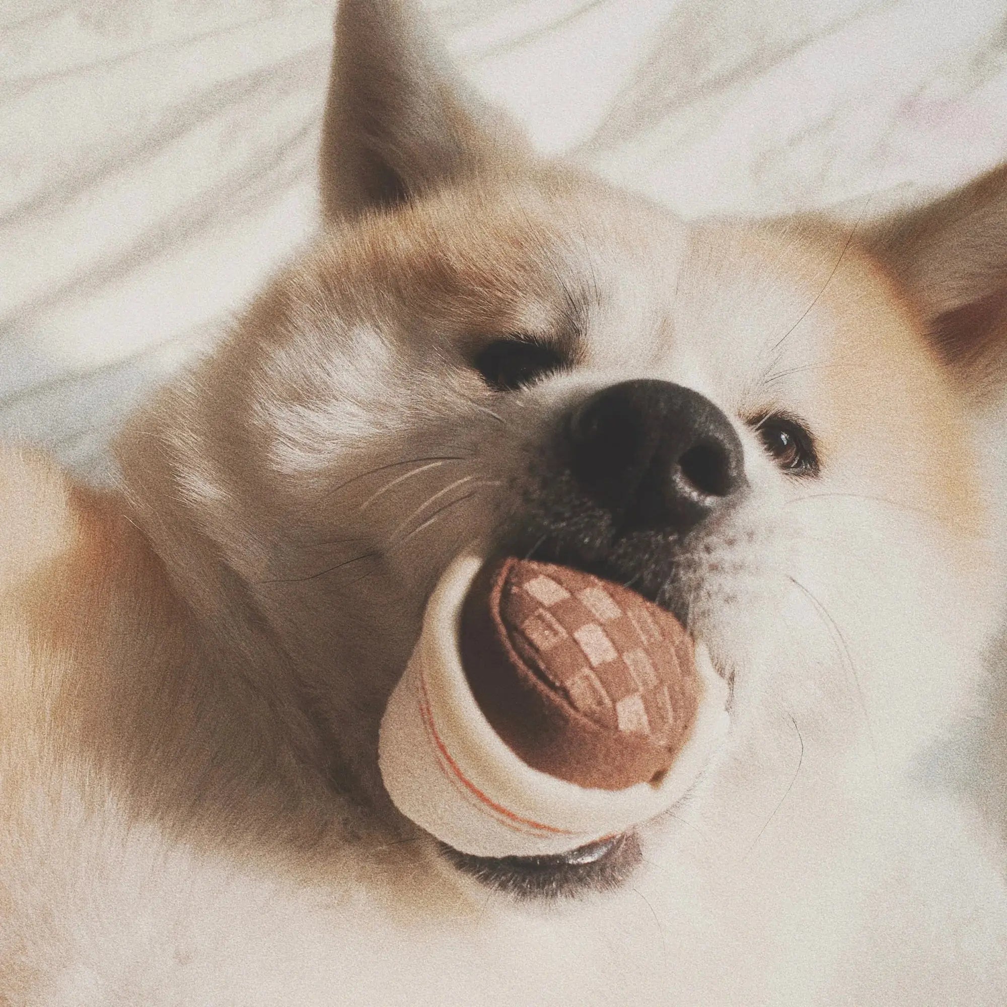 EXPRESSO POP squeaky + snuffle