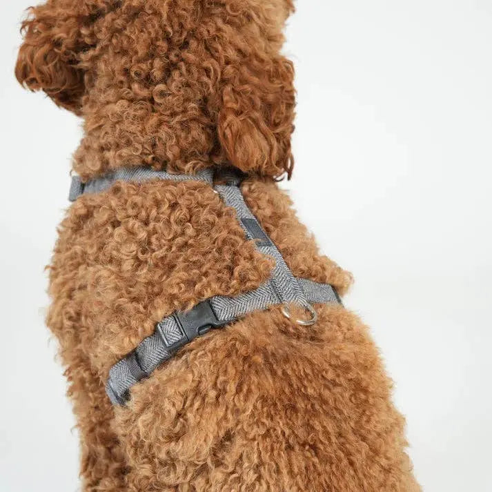 Tara H-Strap Dog Harness | Dusty Blue: 'S