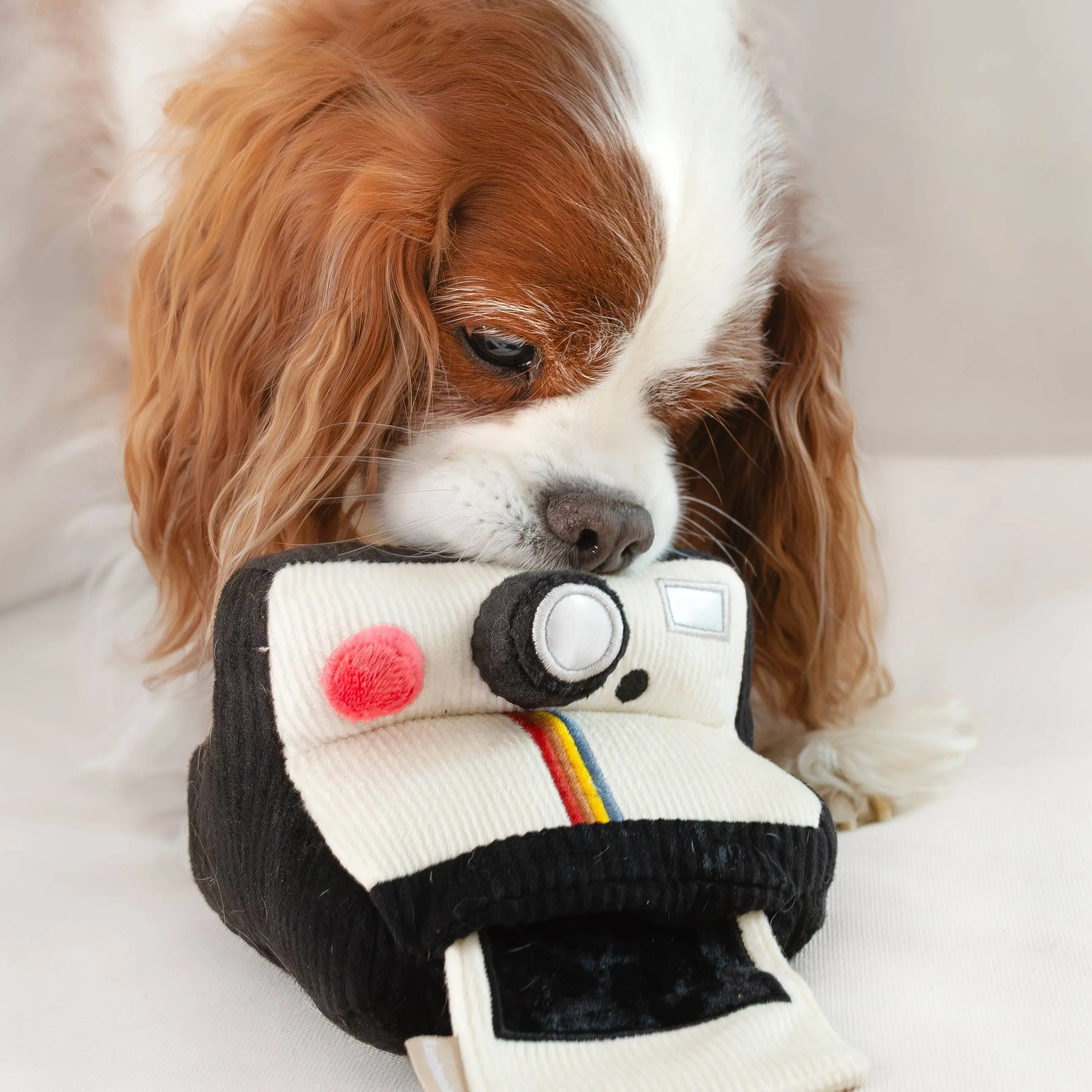 INSTANT CAMERA//Enrichment Toy Lambwolf
