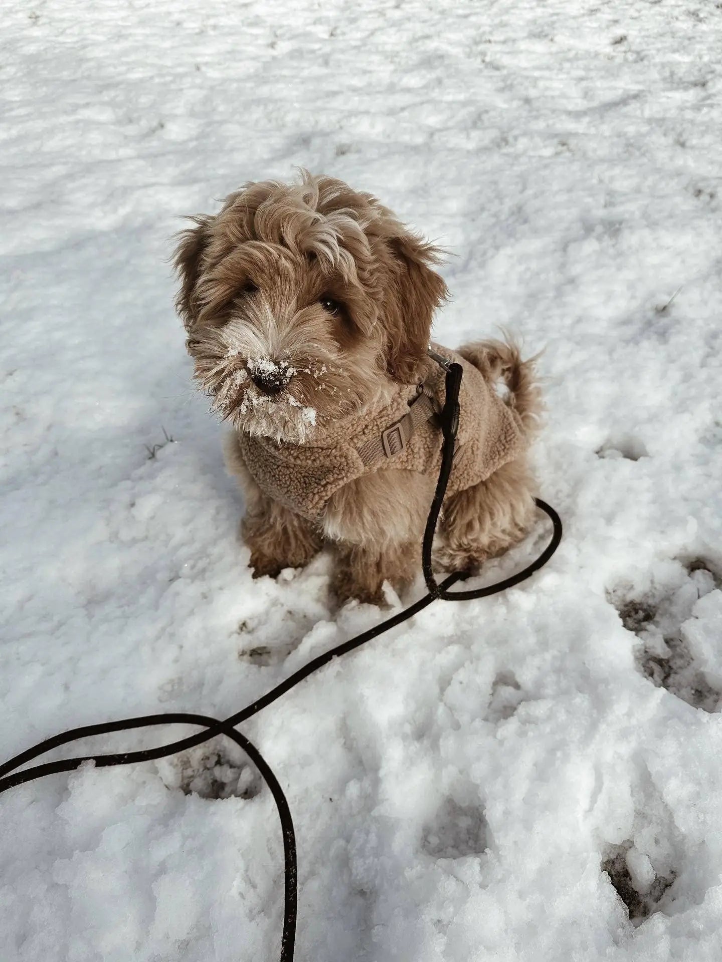 Płaszcz Puppy Boheme - Teddy Rozmiar 2 Puppy Bohème