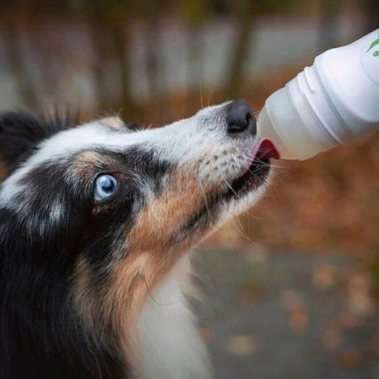 Doggyroller Granatowy Przyrząd Do Podawania Psu Przysmaków Smoothiedog + Karabińczyk