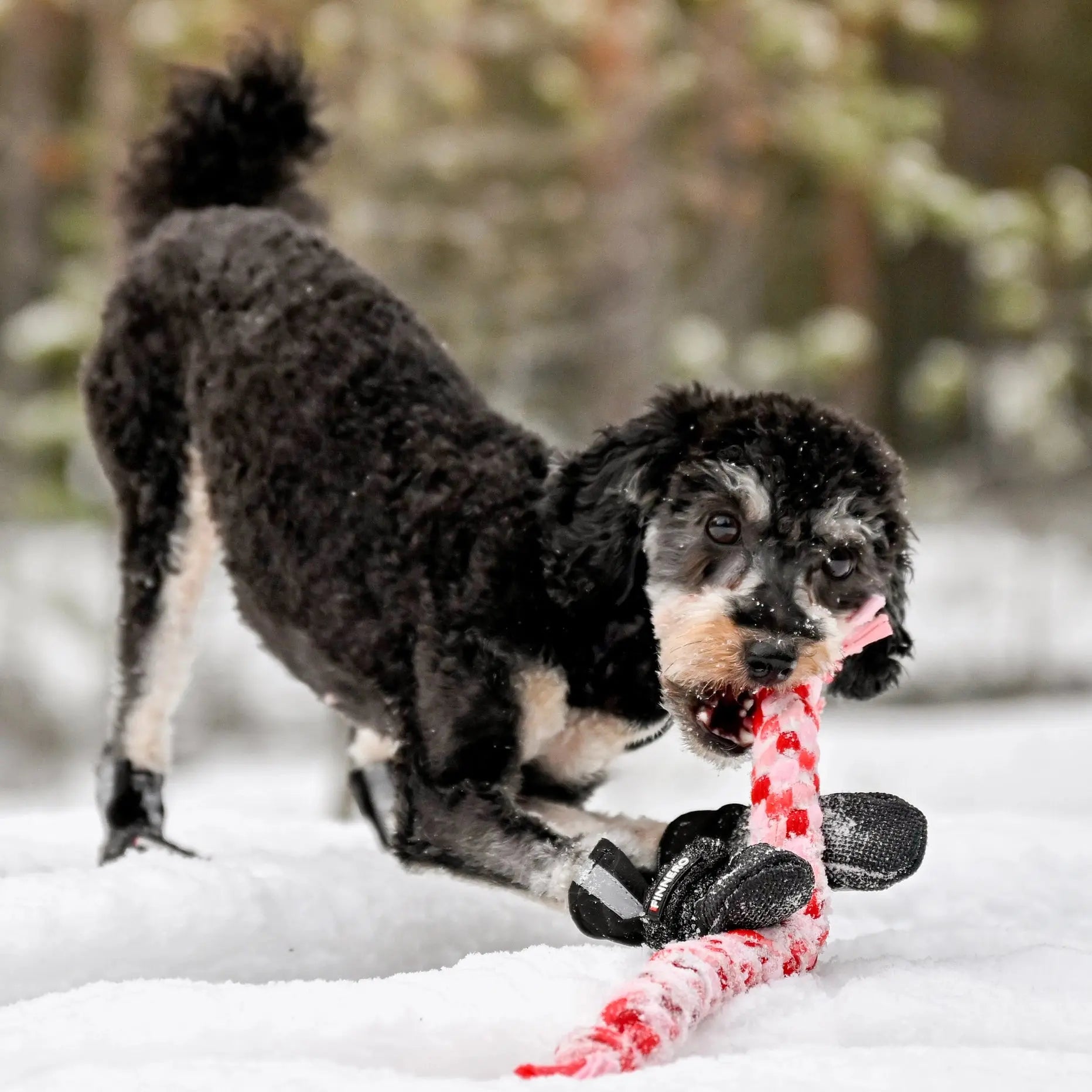 New: FINNERO Halla Softshell Dog Booties, 4 Pcs/Pack Black, XS