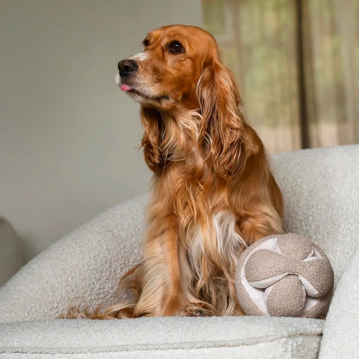 MONTI //Zabawka edukacyjna : Niebieska Lambwolf