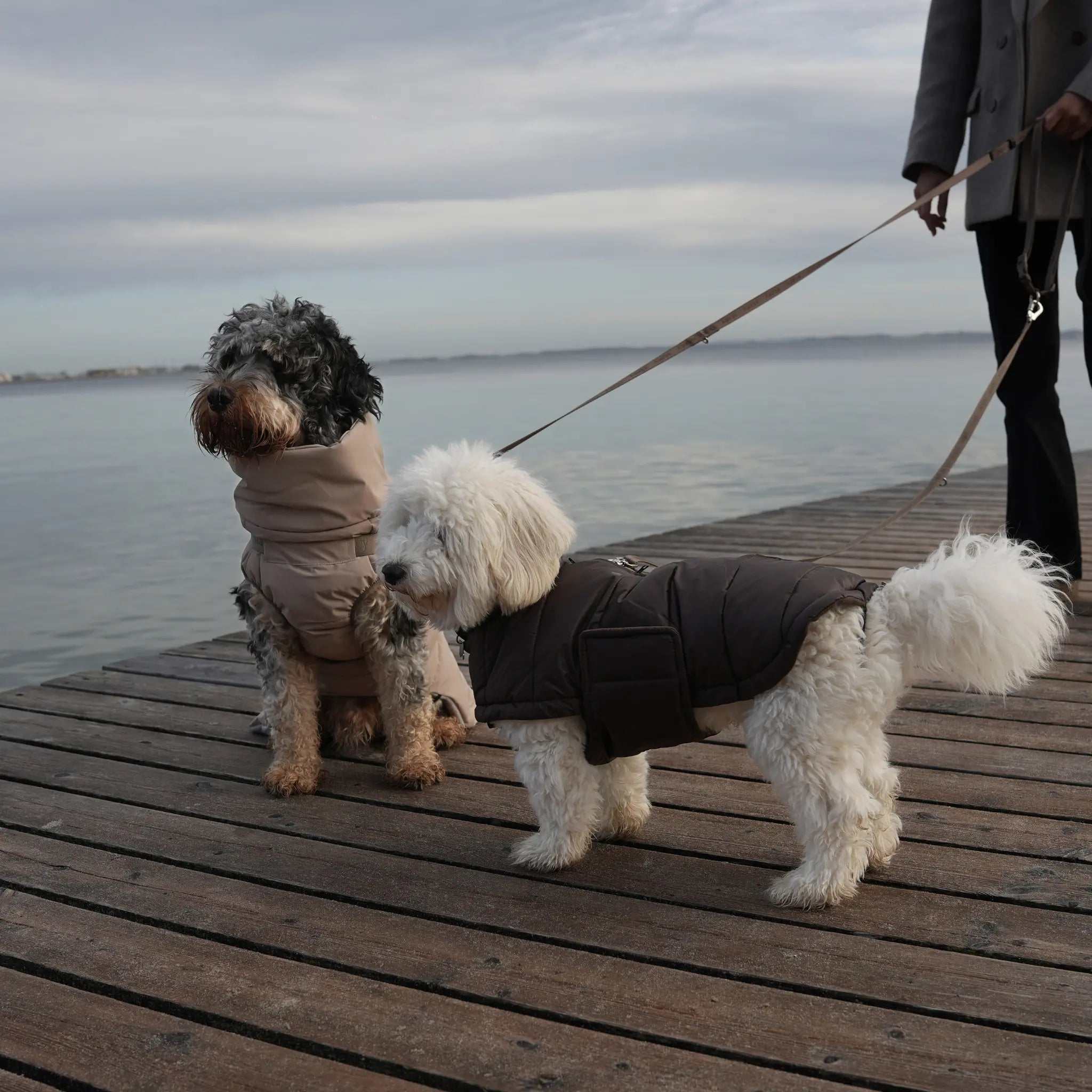 Nora Dog Coat | Espresso: XL Staey