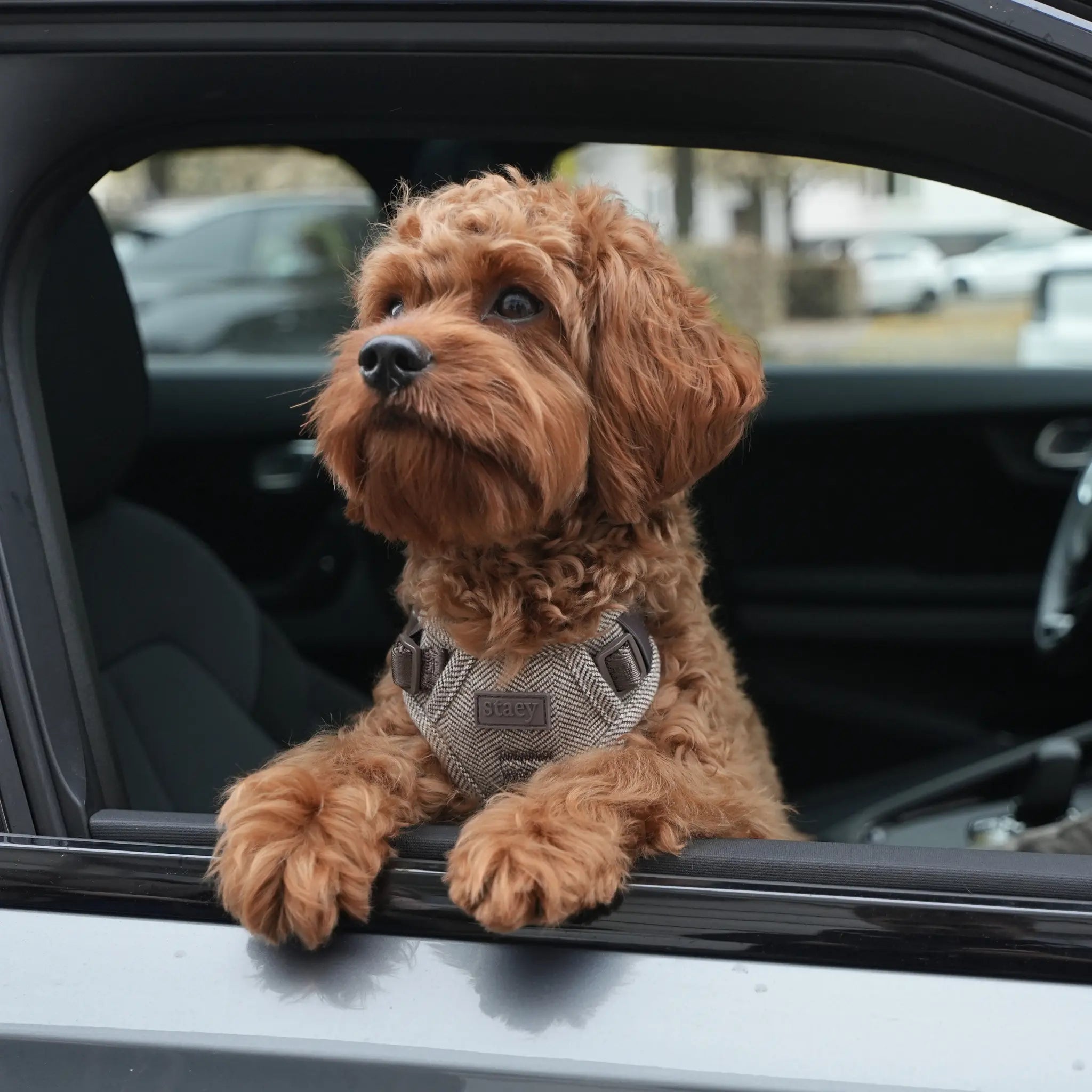 Elma Dog Harness | Mocha