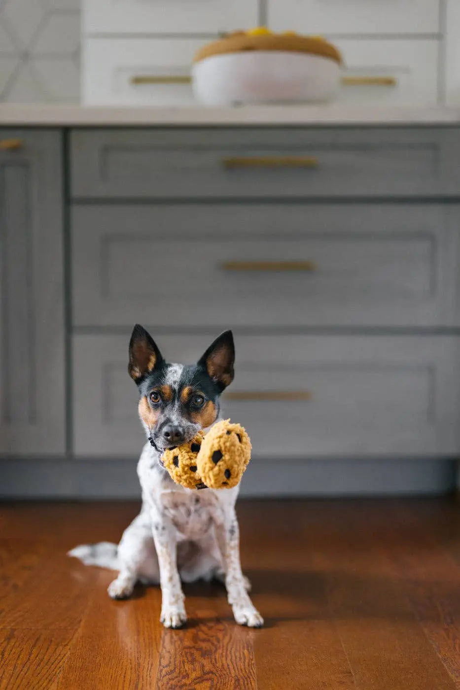 P.L.A.Y Pup Cup Cafe Cookies n’ Treats: M