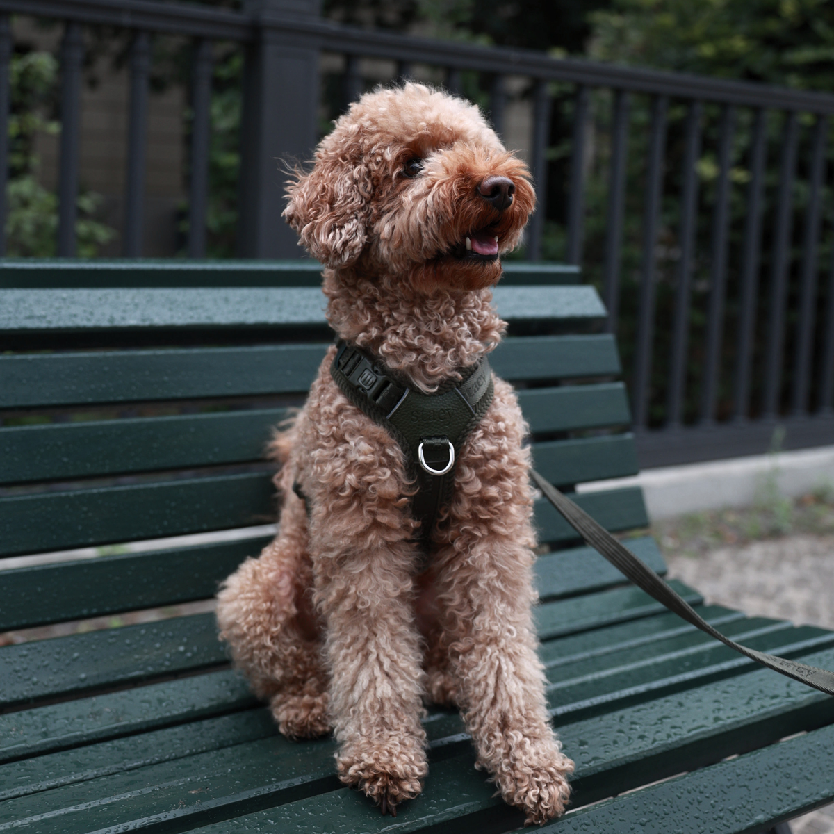 Numa Dog Harness | Moss Green – Lekkie szelki dla psa