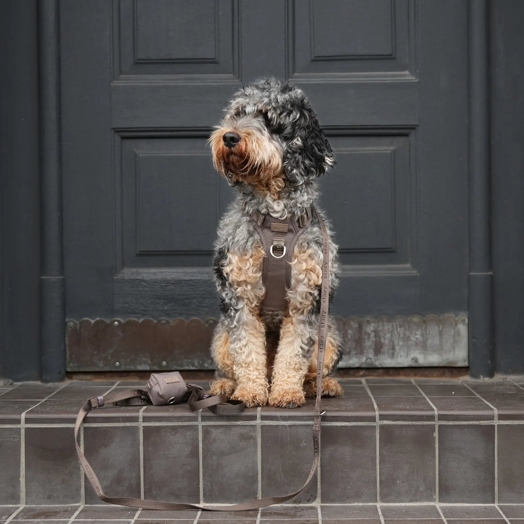 Elma Active Dog Harness | Taupe