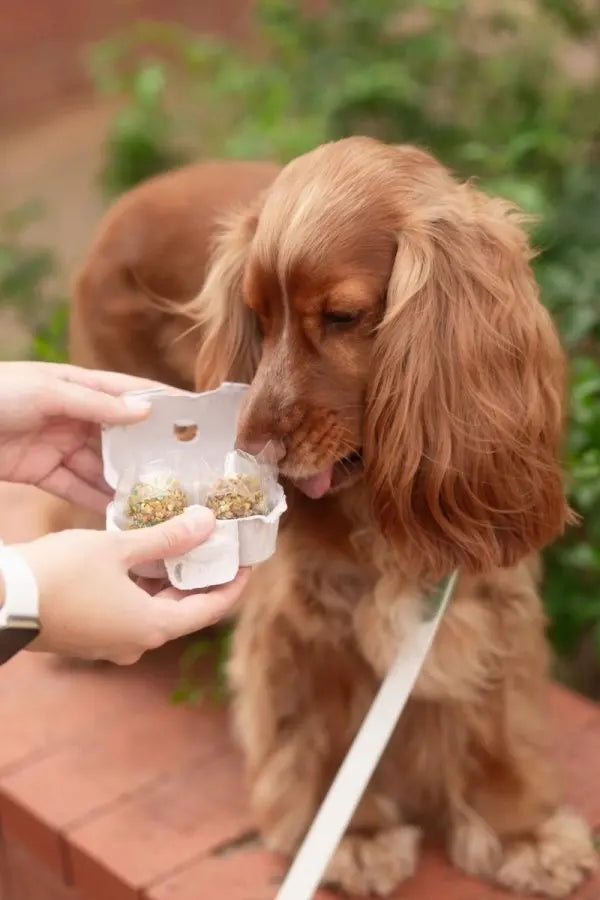 Cooka's Cookies EGGS IN A BASKET – chrupiące jajka-ciasteczka dla psa 70g