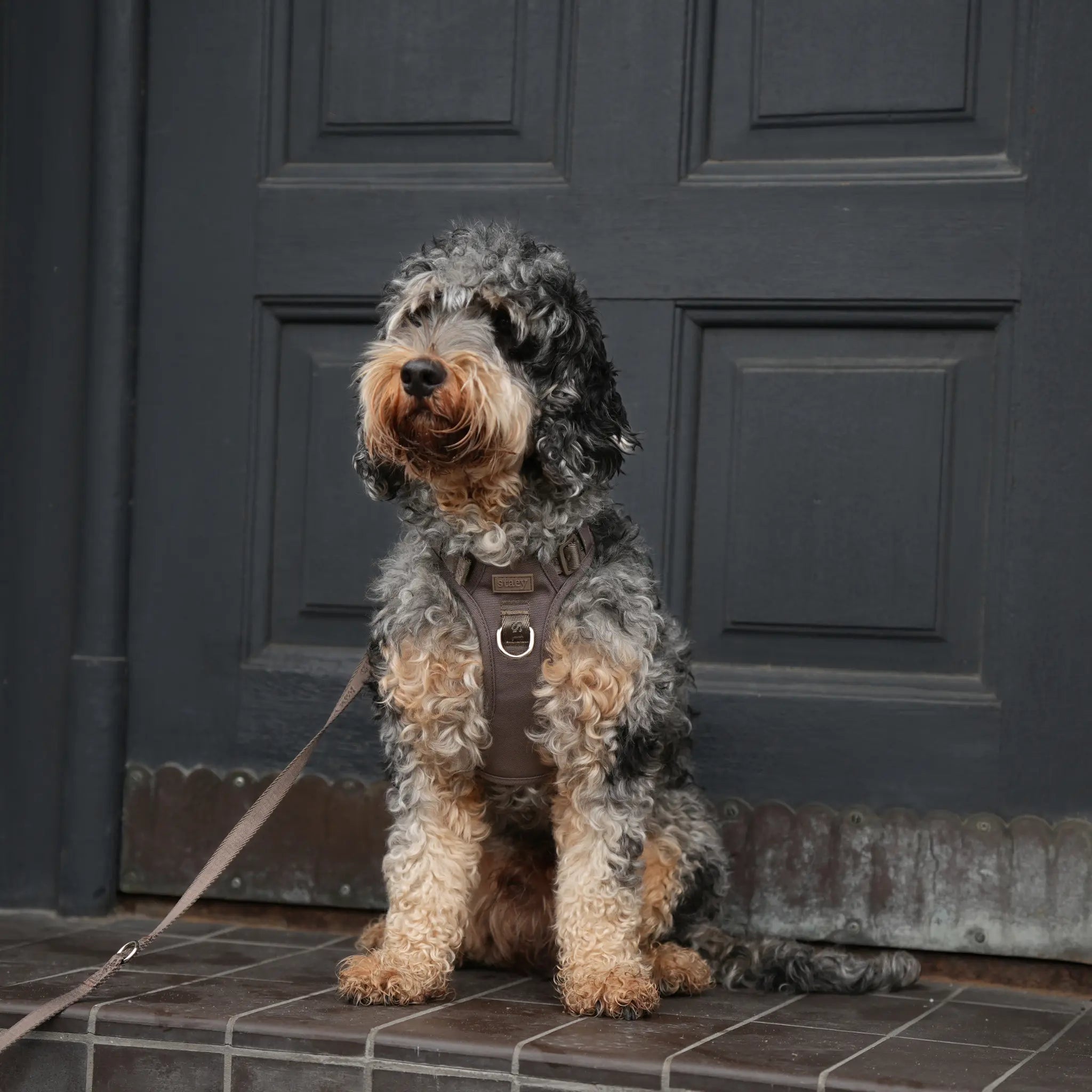 Elma Active Dog Harness | Taupe: L