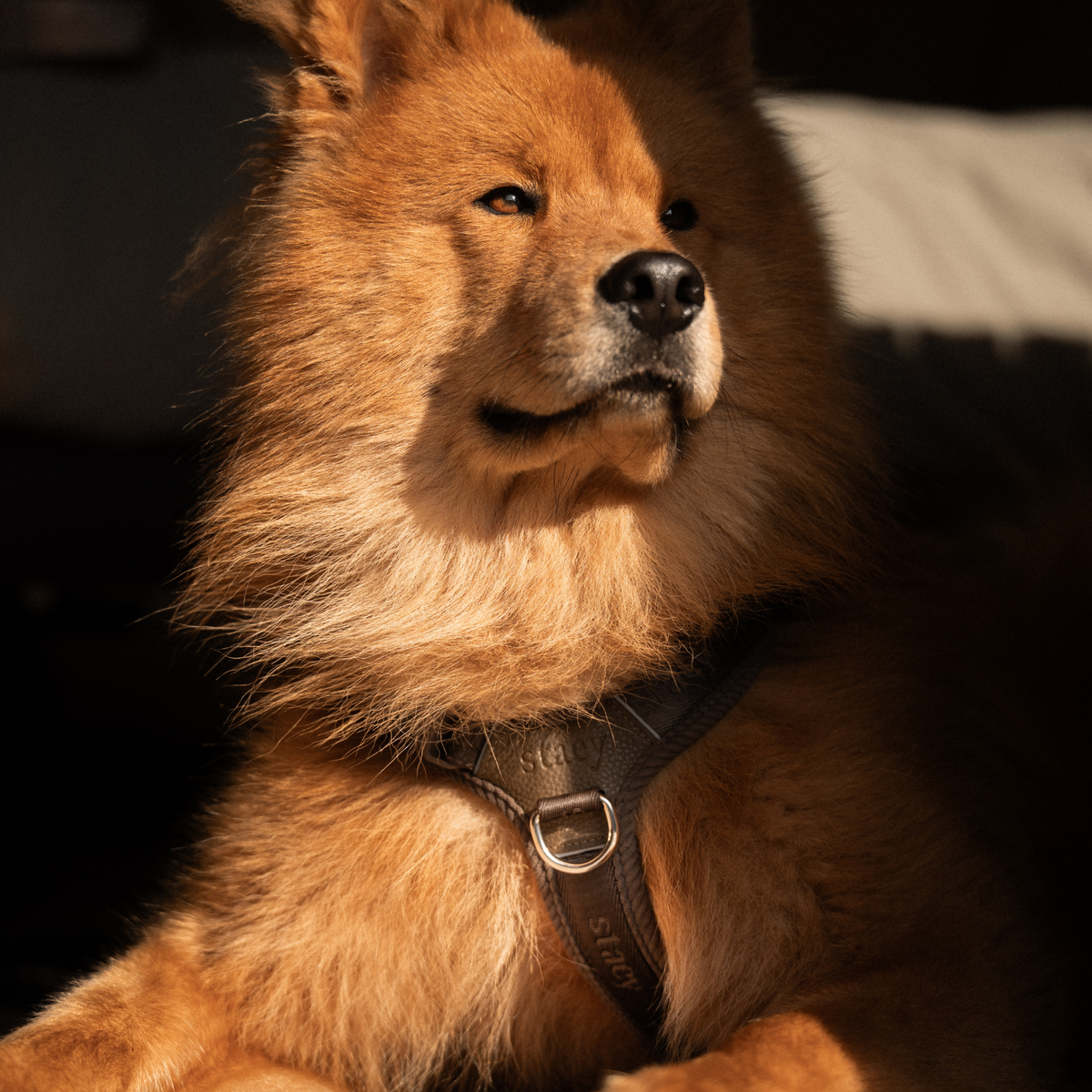 Numa Dog Harness | Dark Oak – Lekkie szelki dla psa