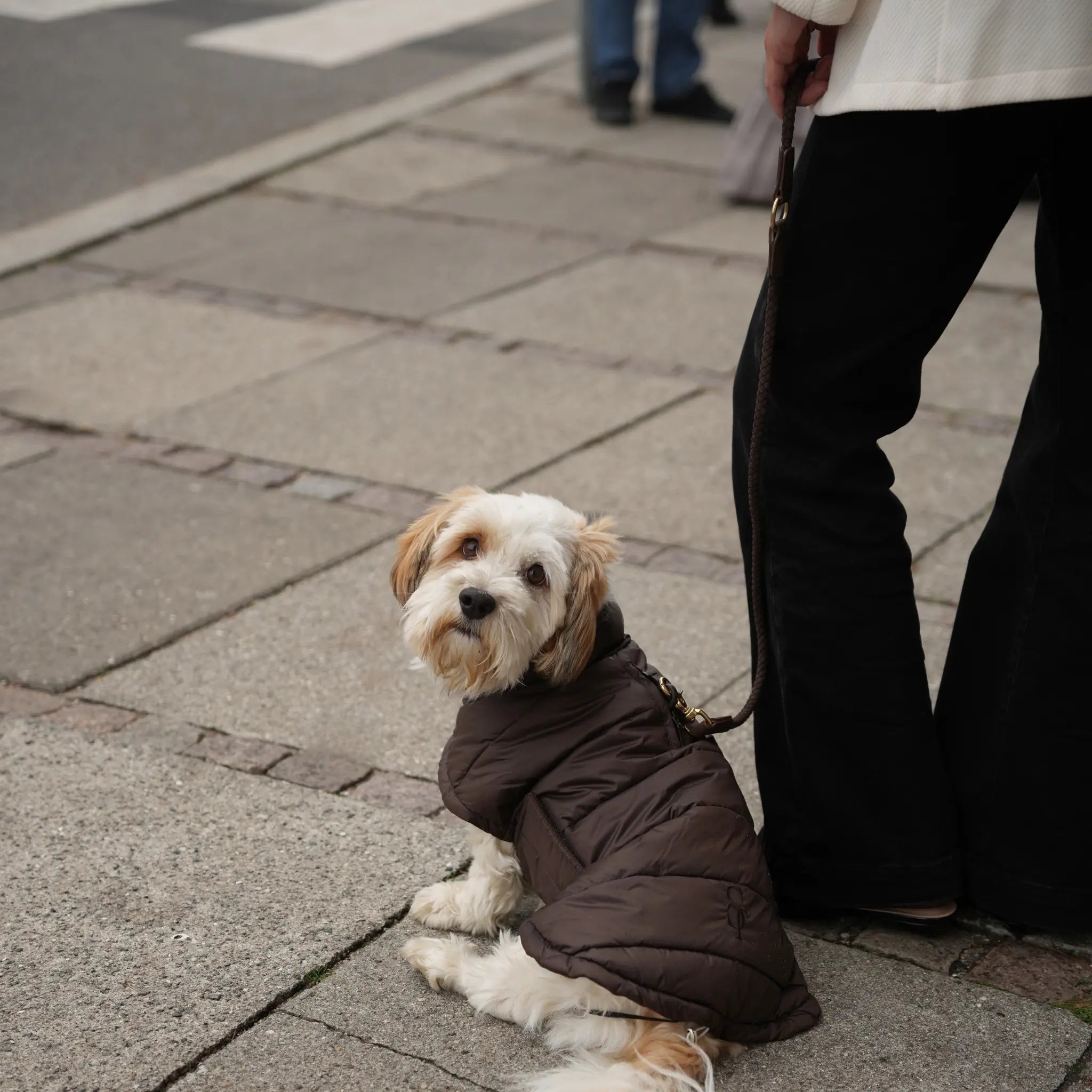 Nora Dog Coat | Espresso: XL Staey