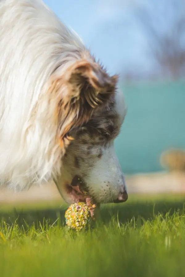 Cooka's Cookies EGGS IN A BASKET – chrupiące jajka-ciasteczka dla psa 70g