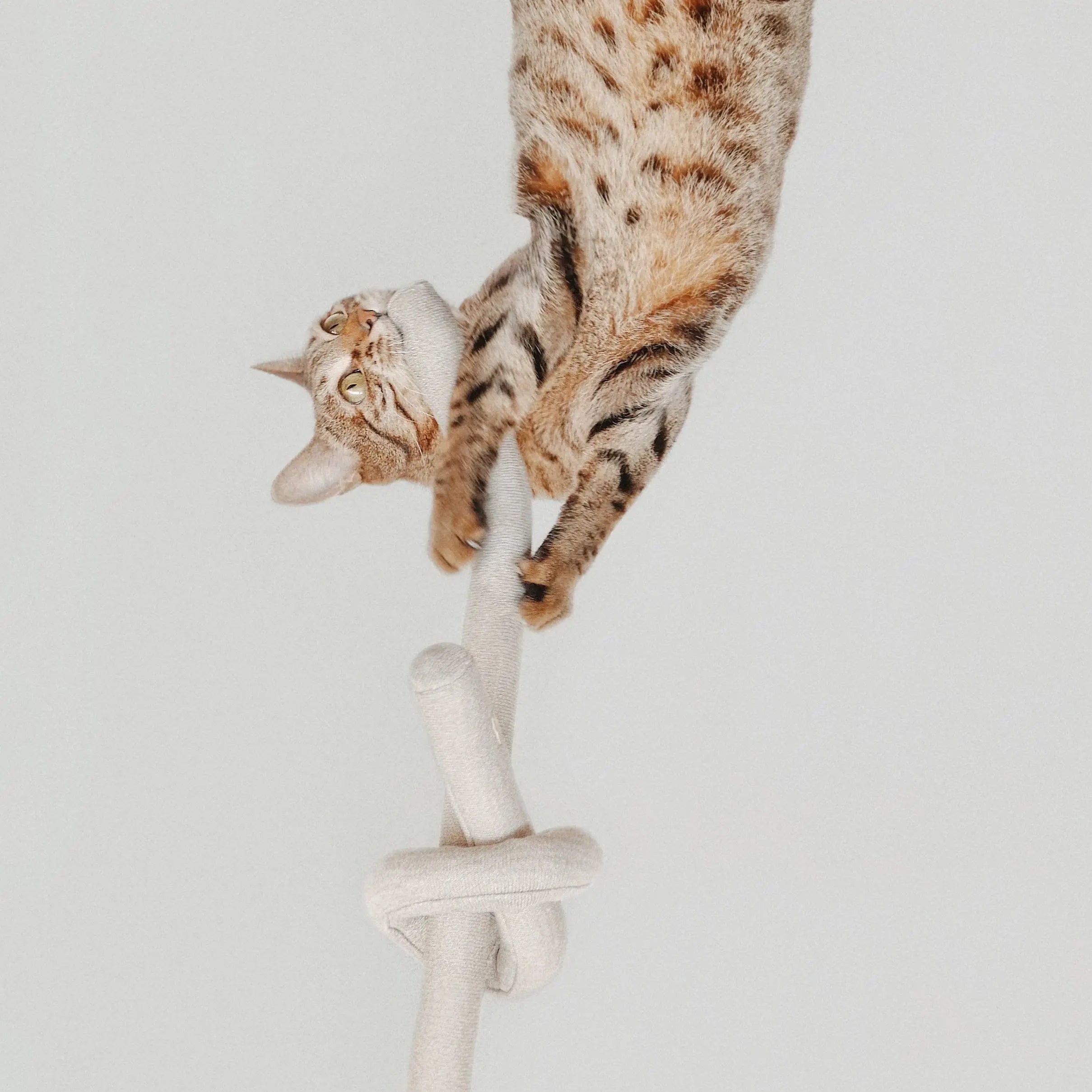 NOUNOU //Zabawka edukacyjna //Szary Lambwolf