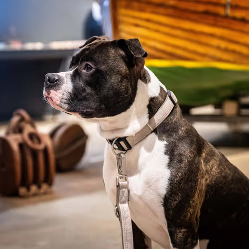 Max&Molly GOTCHA! Smart ID Matrix 2.0 Collar Sand - obroża dla psa z identyfikatorem QR, piaskowy beż Max&Molly