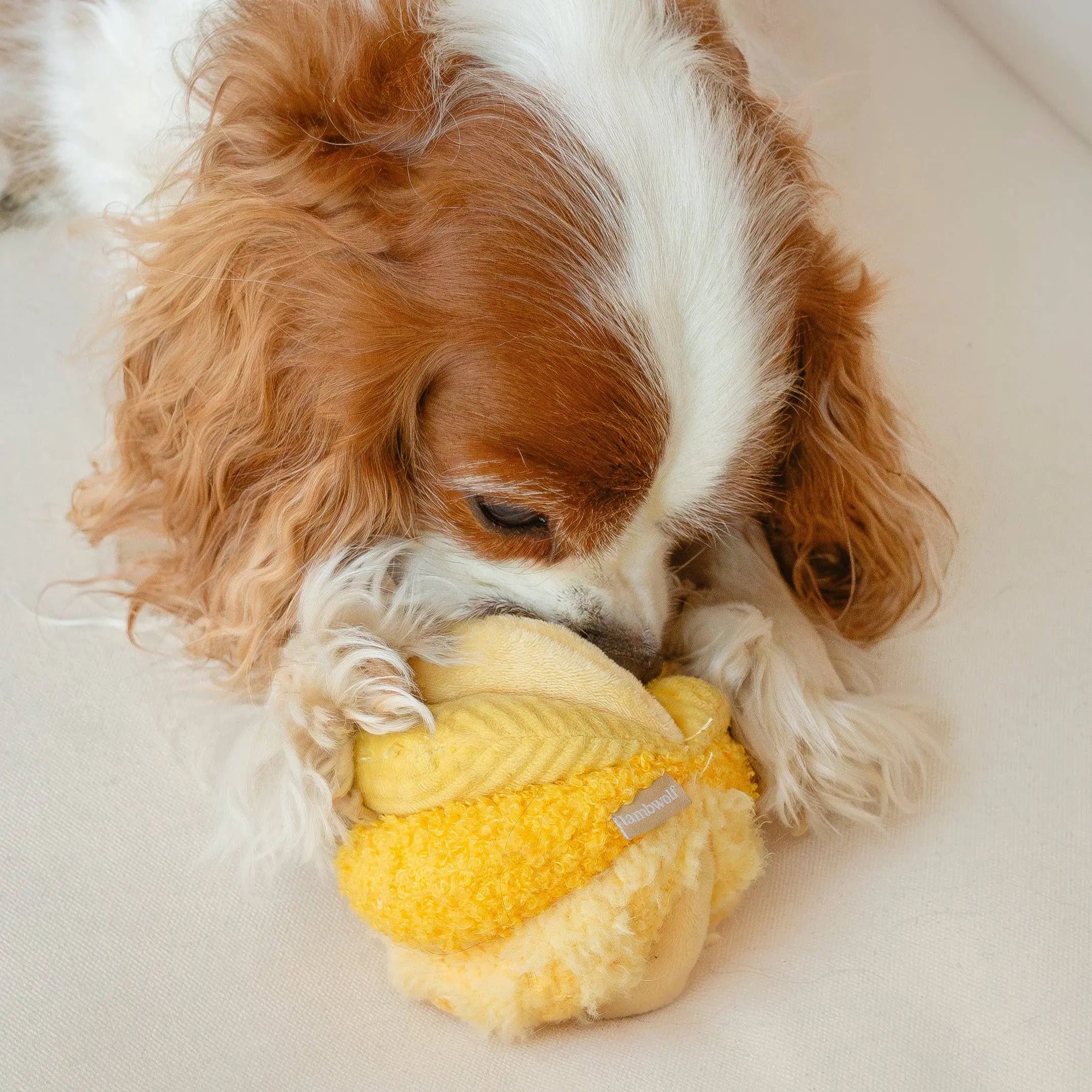 TOTO //Enrichment Toy ( small) : Green Lambwolf