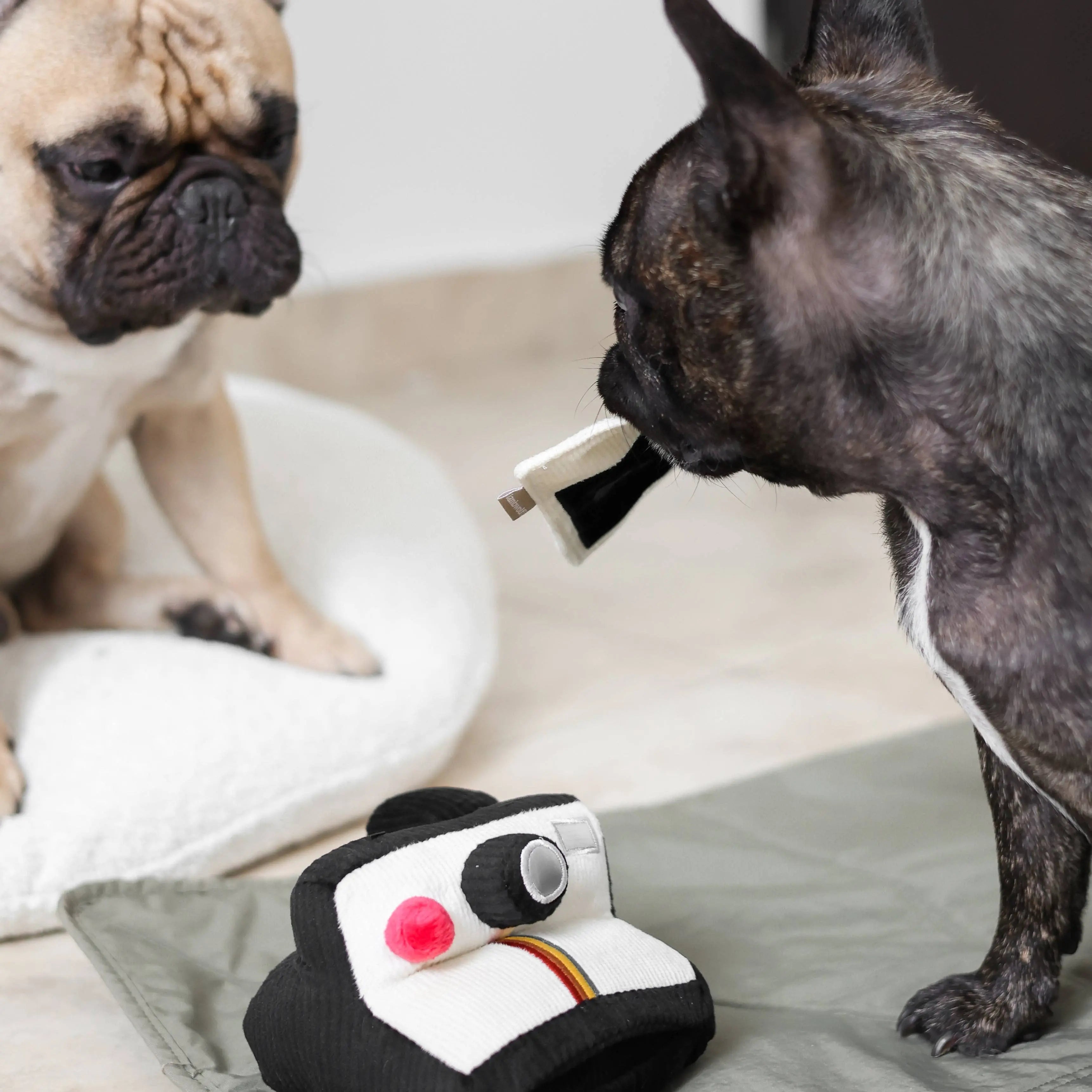 INSTANT CAMERA//Enrichment Toy Lambwolf