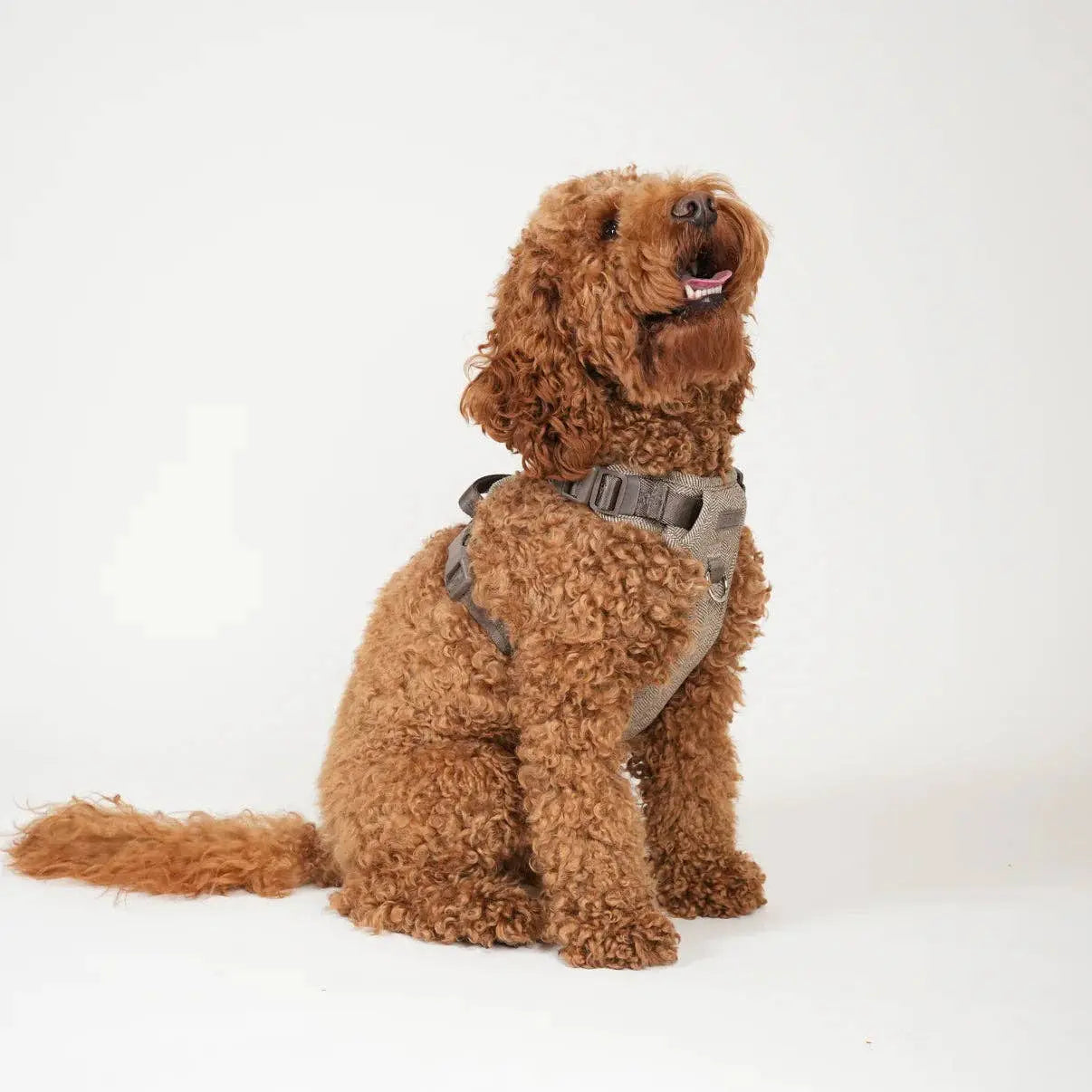 Elma Dog Harness | Mocha