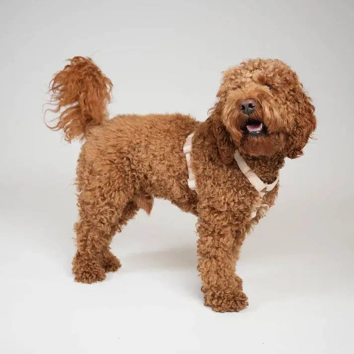 Tara H-Strap Dog Harness | Light Rose: M