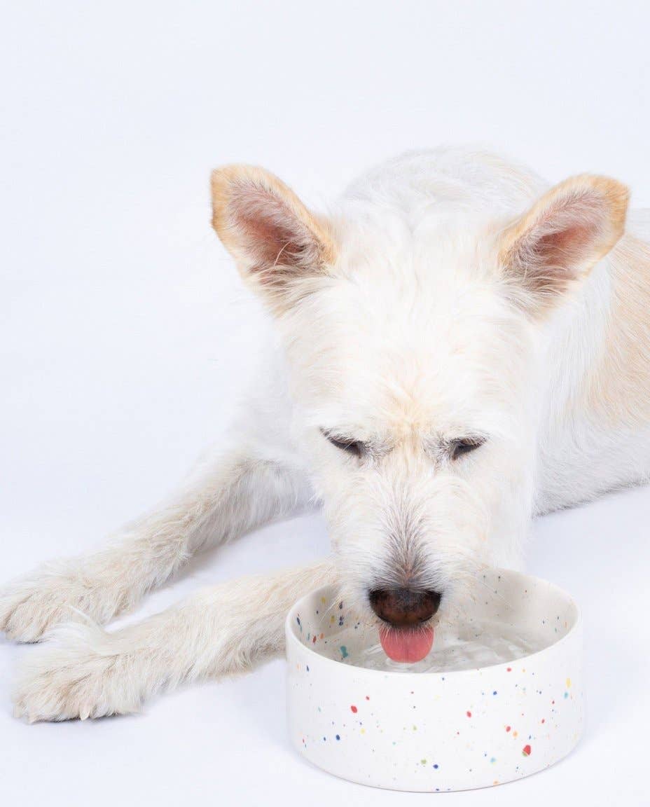 New Party Pet Bowl 14cm White