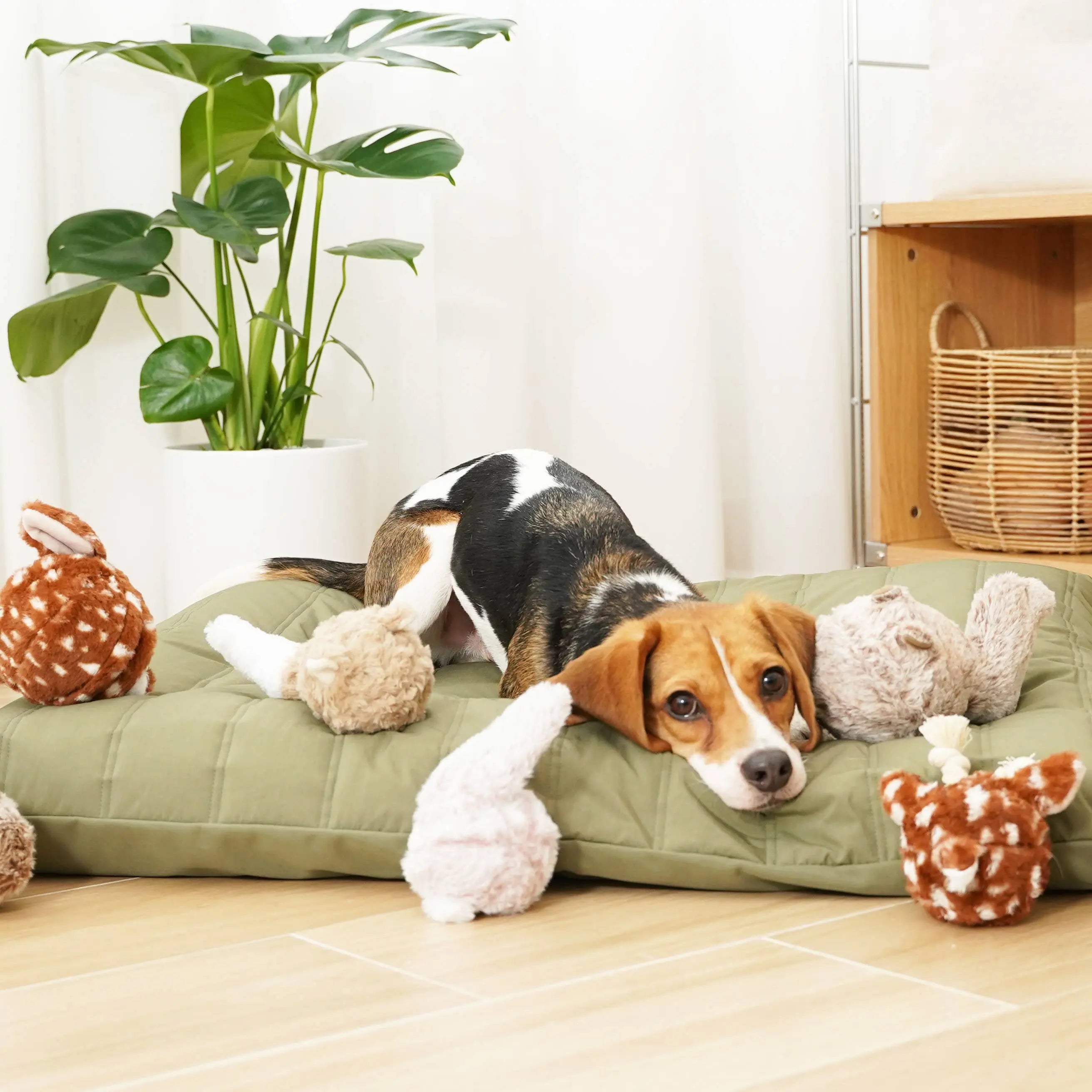 BUNNY POP //Enrichment Toy: Small Lambwolf