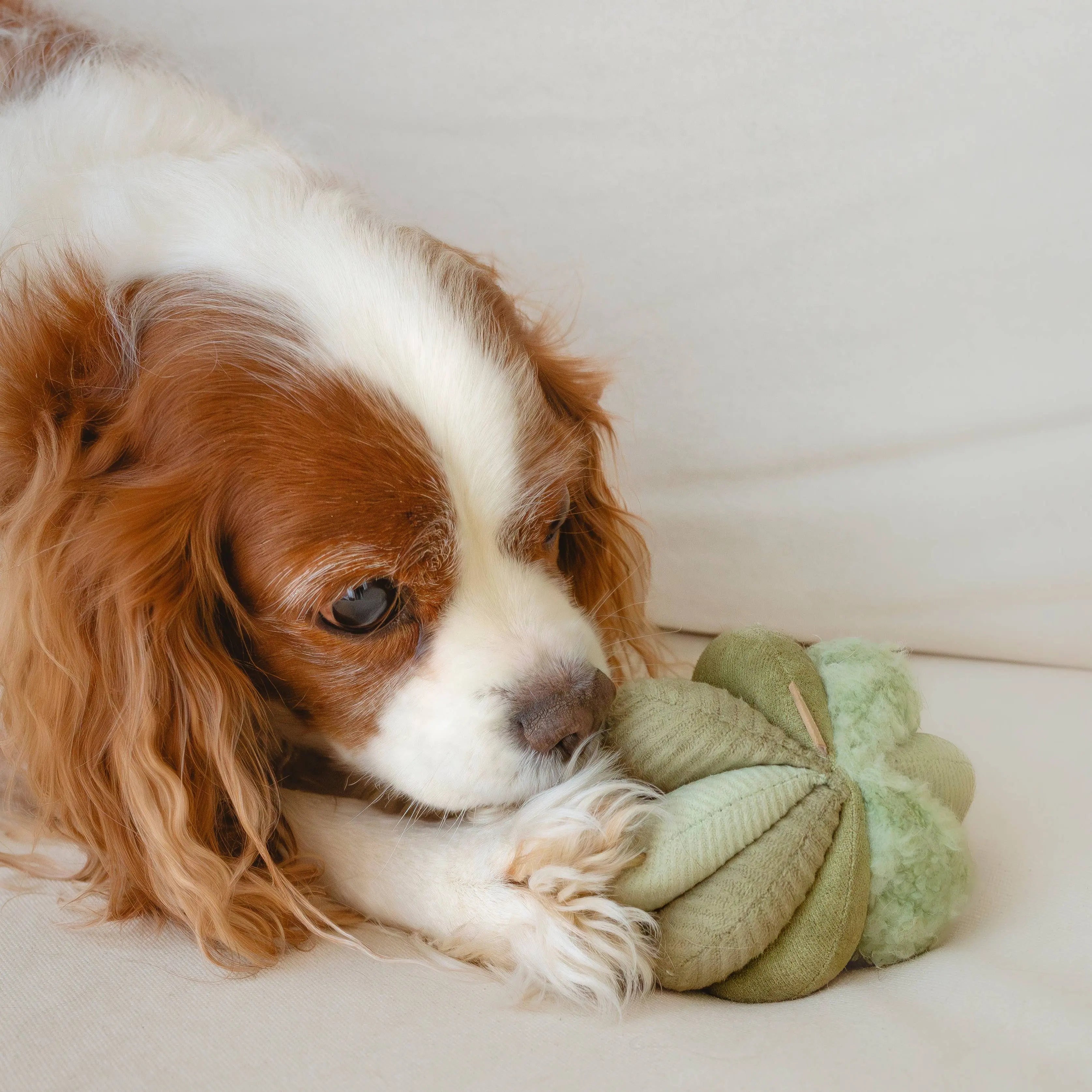 TOTO //Enrichment Toy ( small) : Green Lambwolf