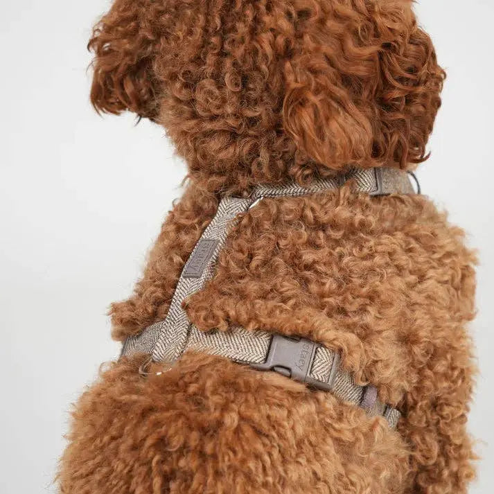 Tara H-Strap Dog Harness | Mocha: 'S