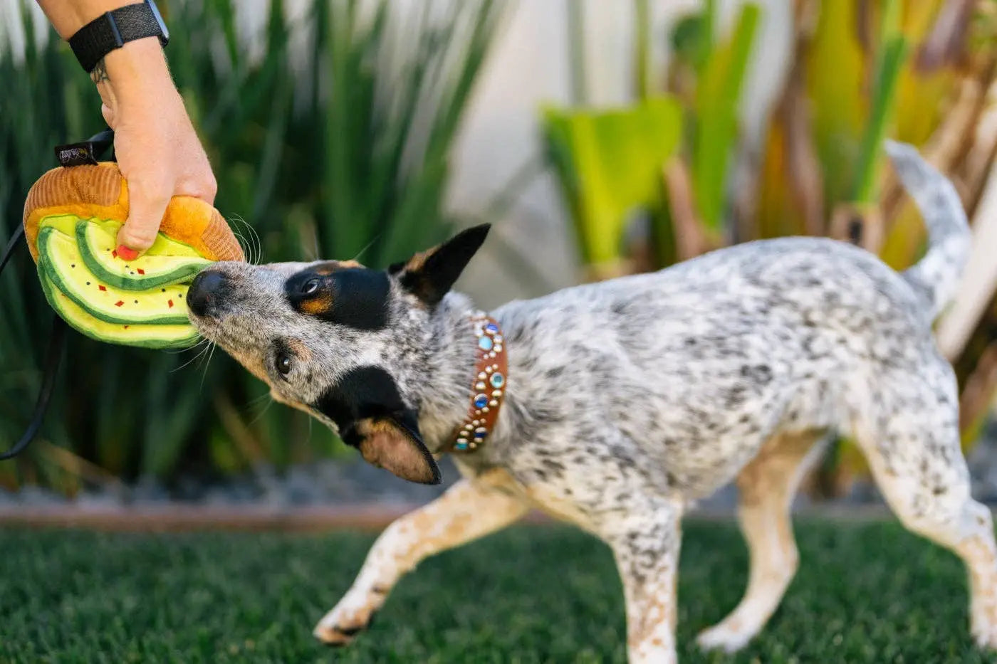 P.L.A.Y Barking Brunch Avo-doggo Toast: M