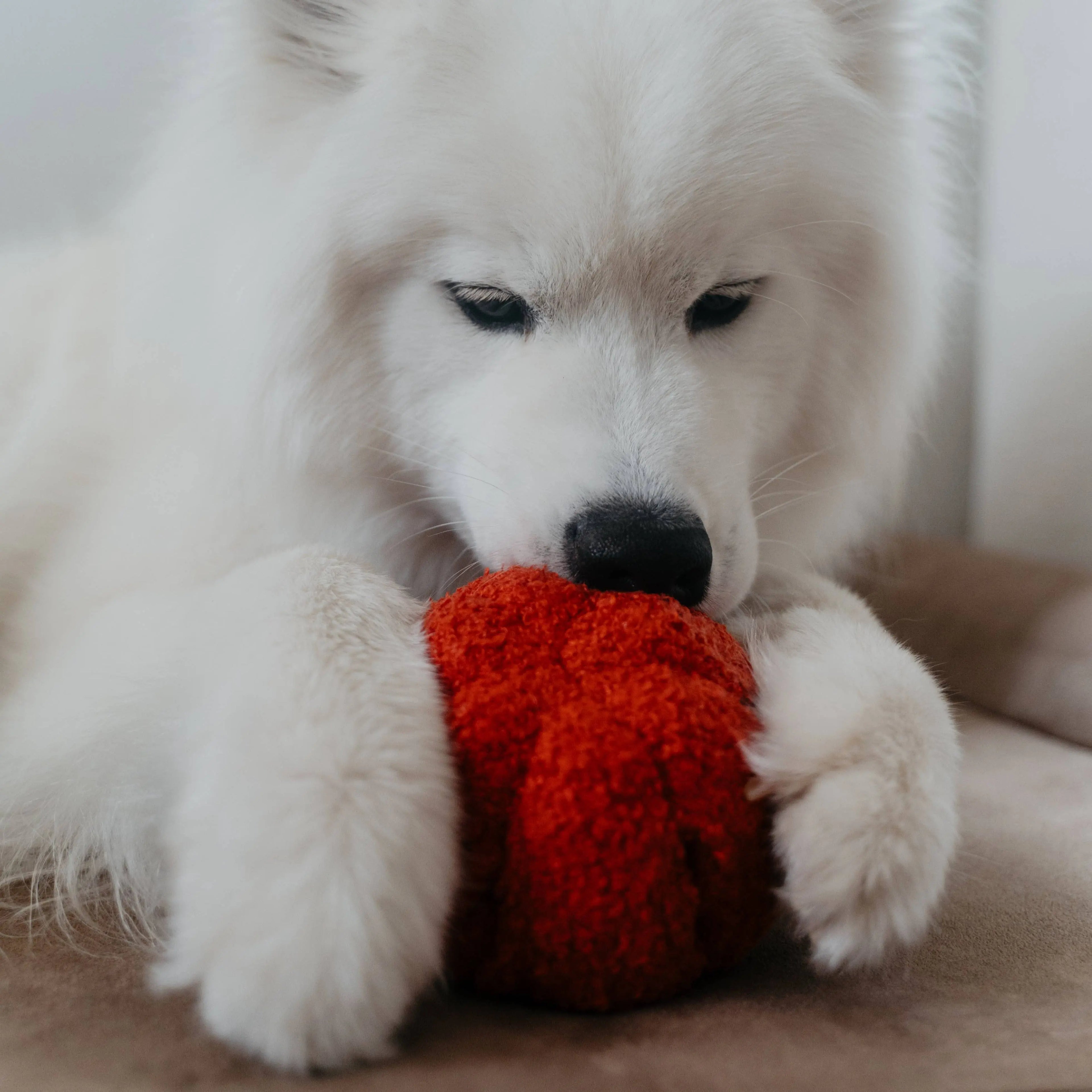 PEPPER//Enrichment Toy Lambwolf