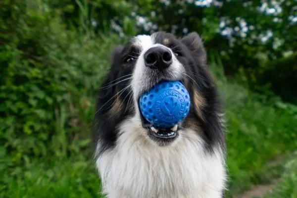 Kiwi Walker Let's Play! BALL Maxi piłka niebieska