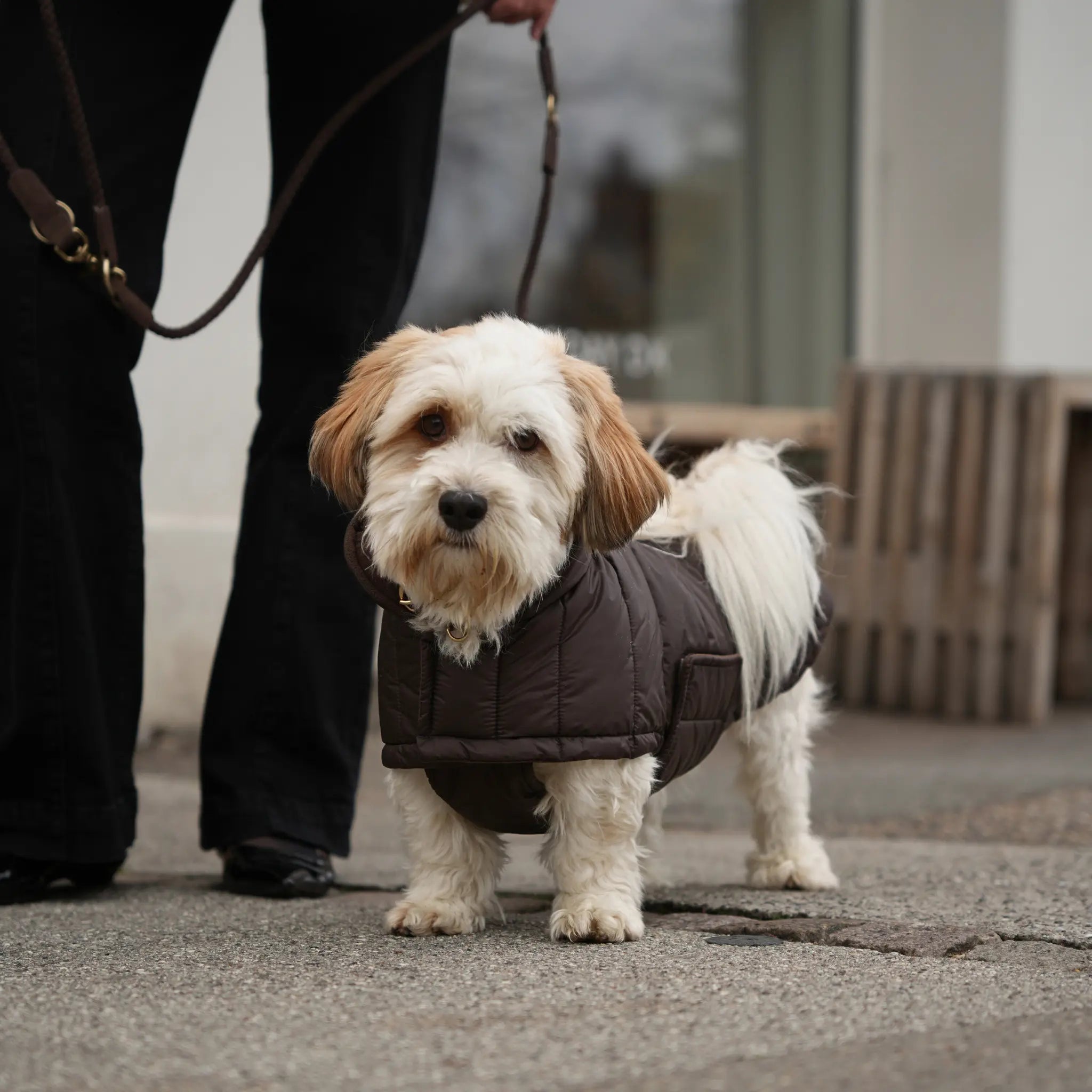 Nora Dog Coat | Espresso: XL Staey
