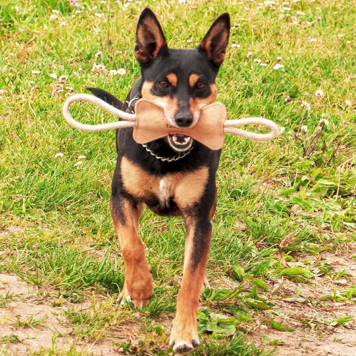 OSSICINO – naturalna zabawka z zamszu dla psa, rozmiar M 🦴