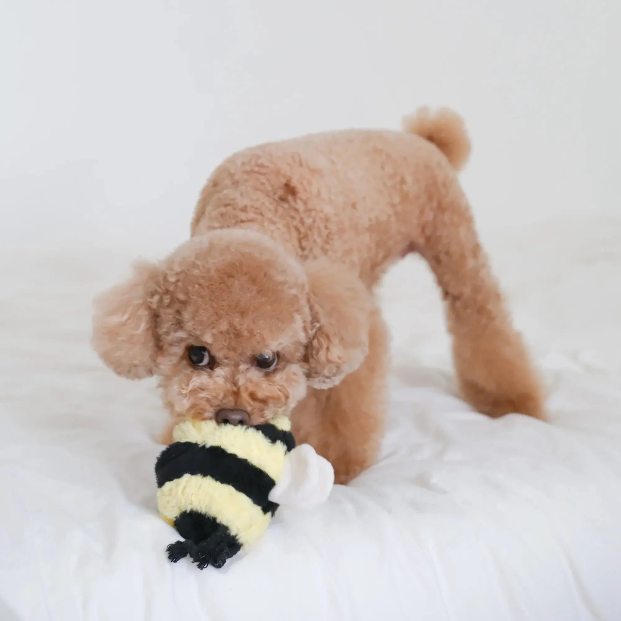 BEE POP bouncy + snuffle Lambwolf