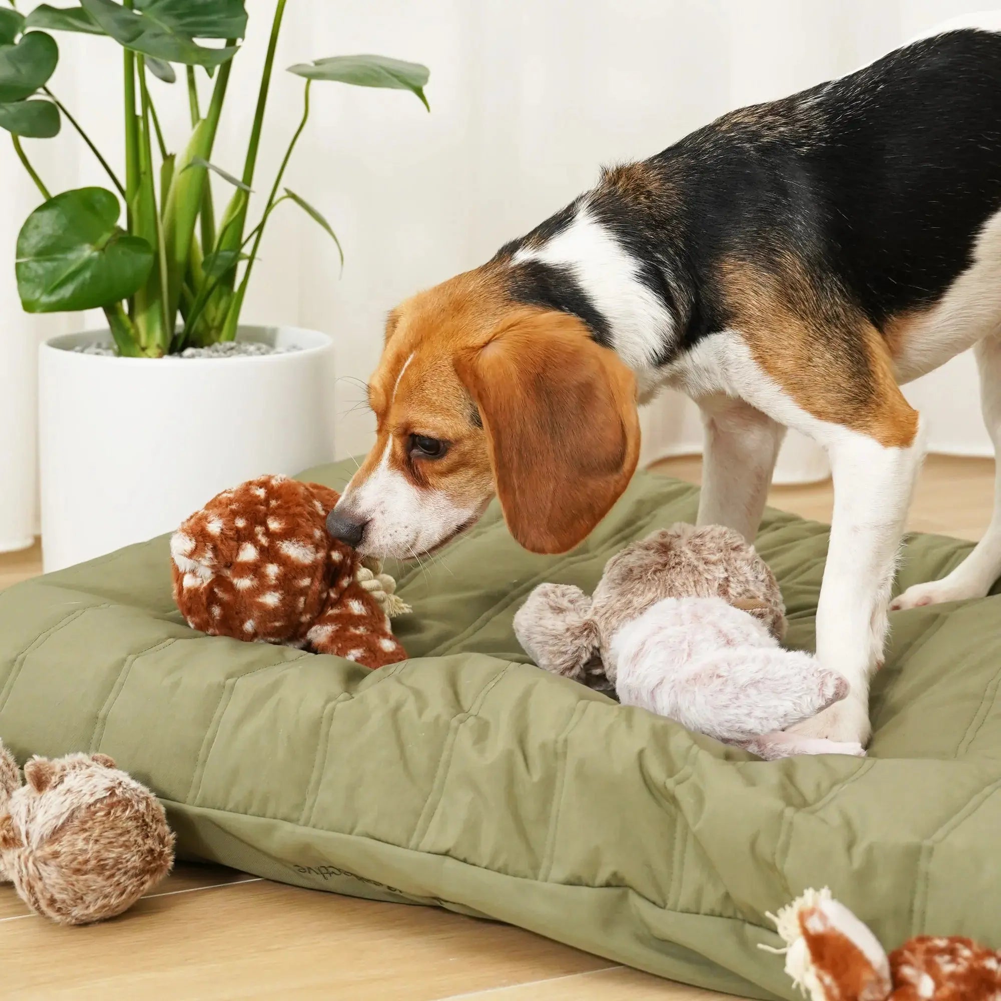 Fawn POP squeaky + bouncy