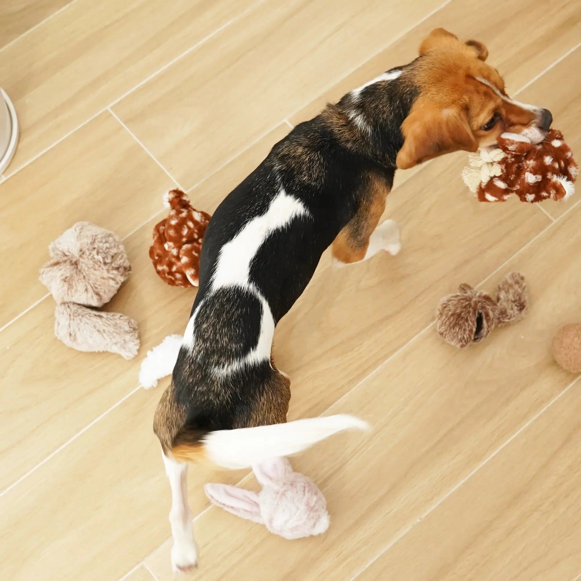 Fawn POP squeaky + bouncy