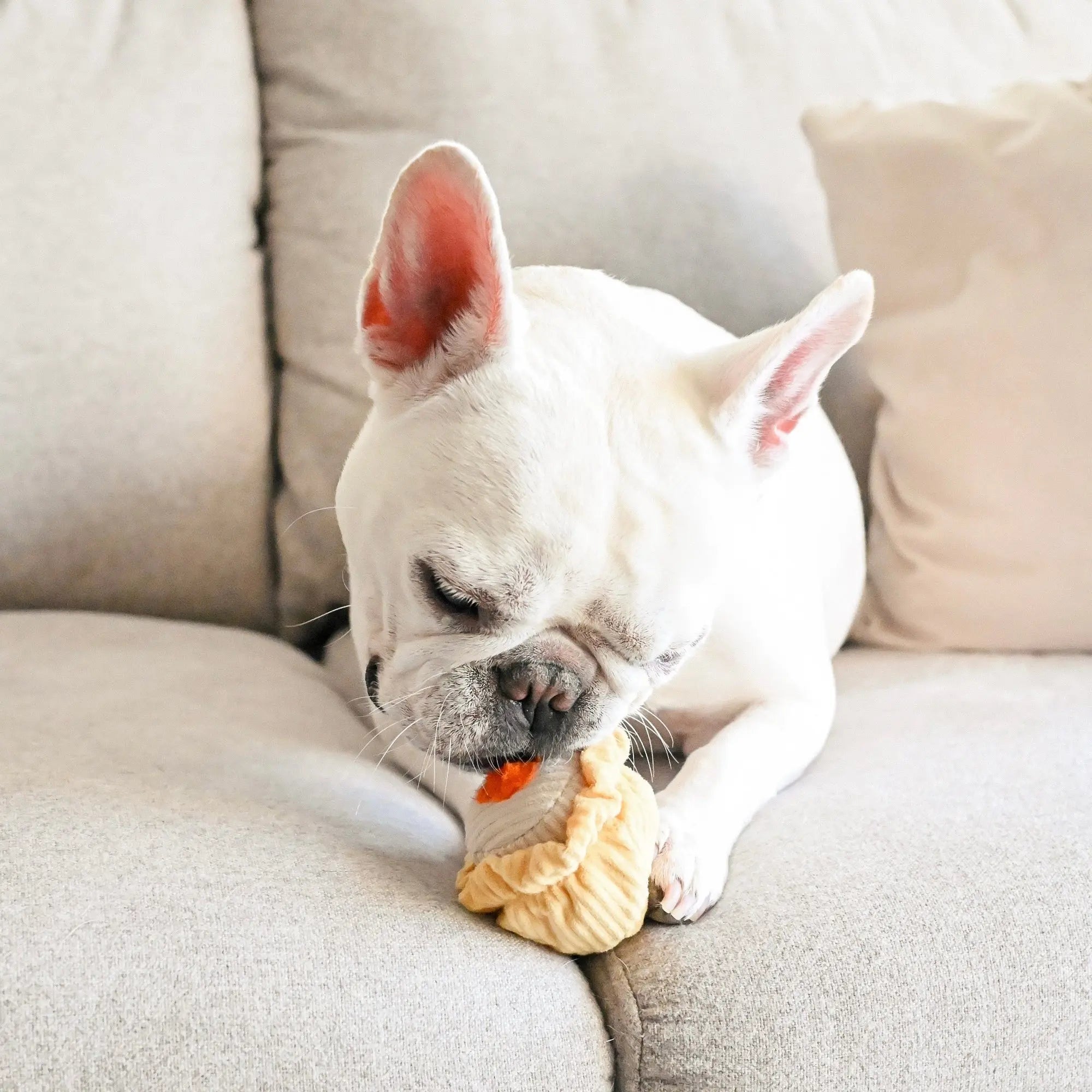 DIM SUM POP pop + squeaky