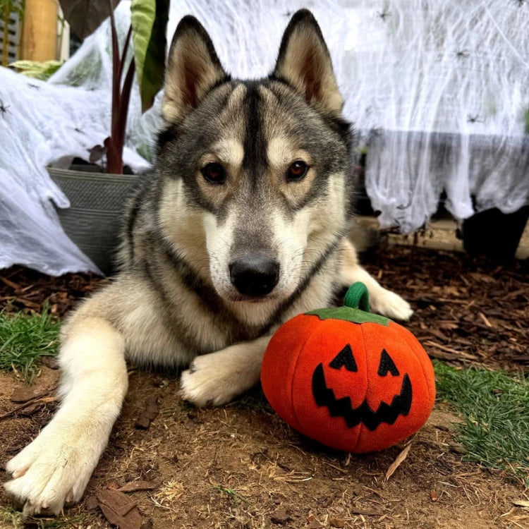GREEN & WILD'S Patch the Pumpkin (Dynia) zabawka ekologiczna dla psa