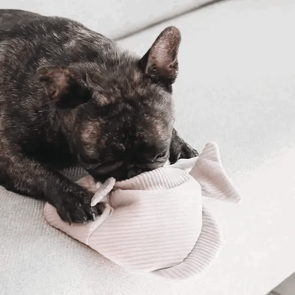 ANGEL FISH 2-in-1 burrow + snuffle