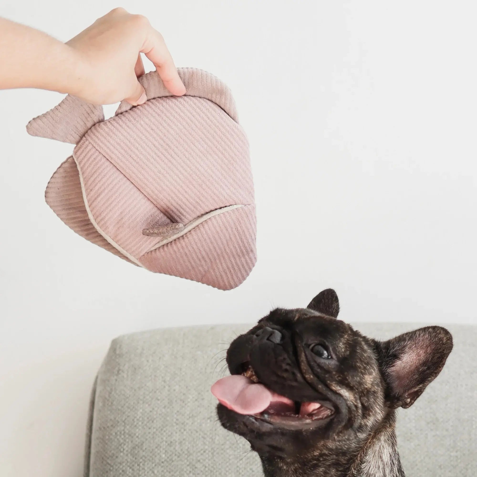 ANGEL FISH 2-in-1 burrow + snuffle