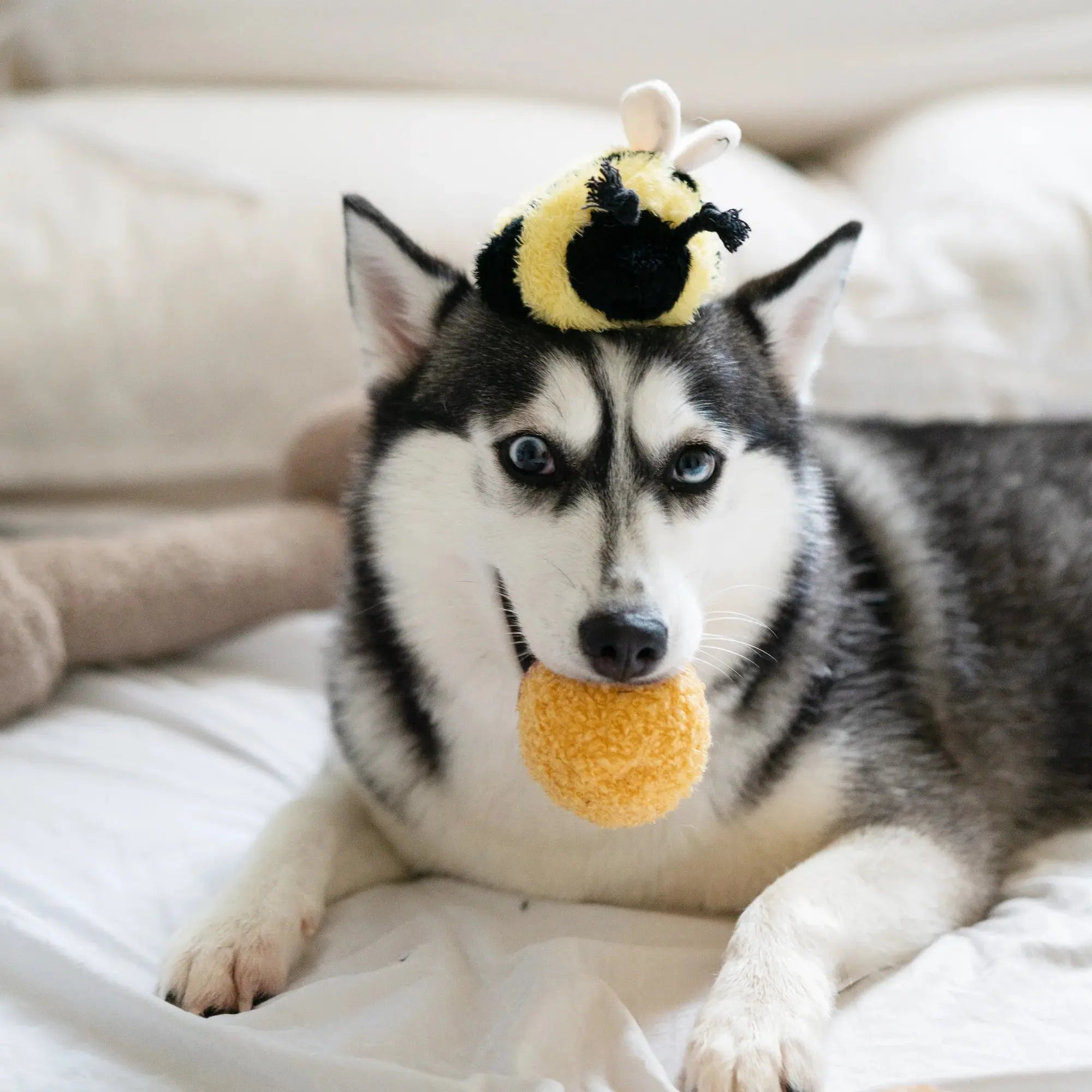 BEE POP bouncy + snuffle Lambwolf