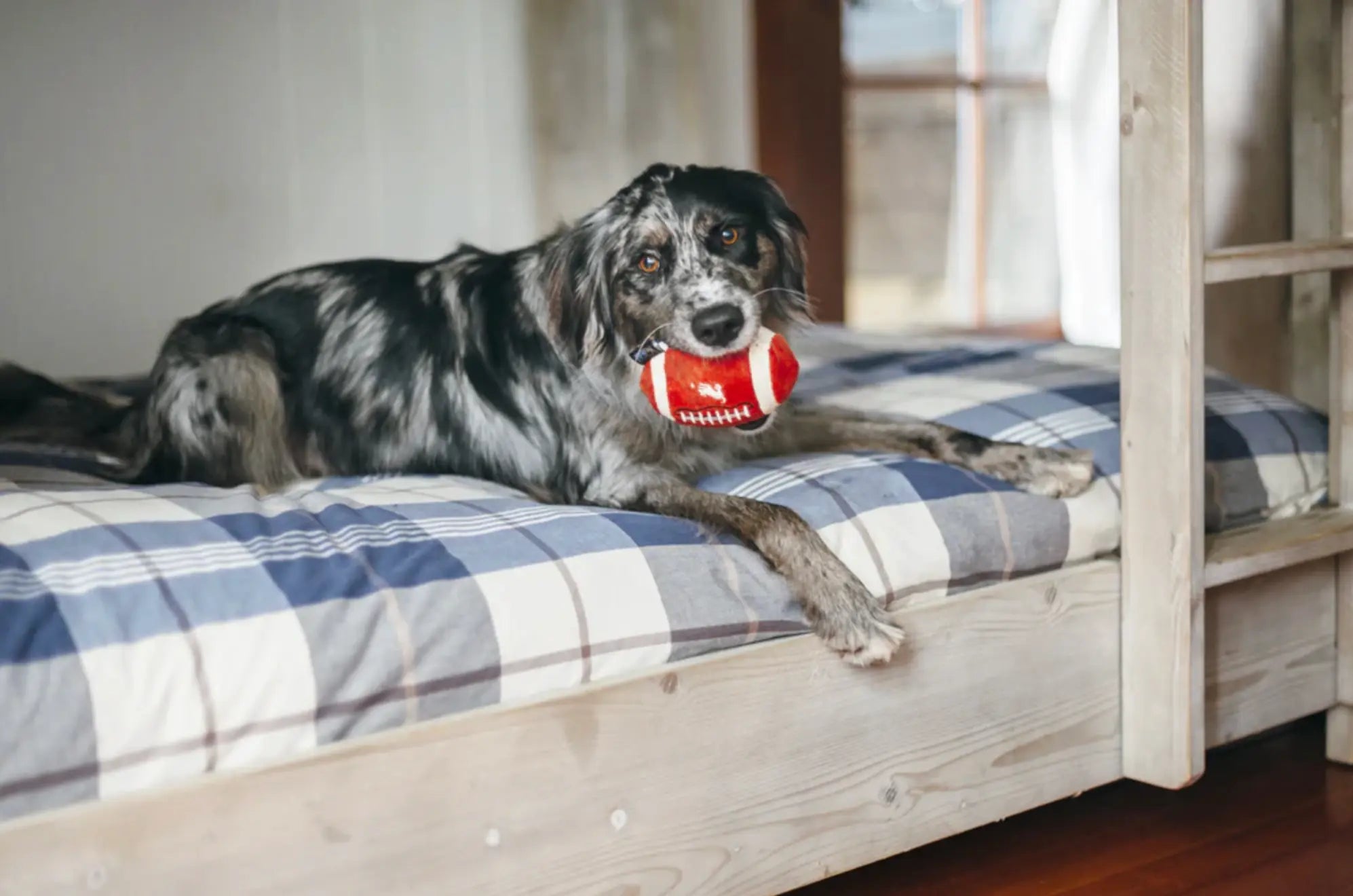 P.L.A.Y. PET LIFESTYLE AND YOU - Pluszowa zabawka dla psa - Back to School Collection - piłka do futbolu P.L.A.Y