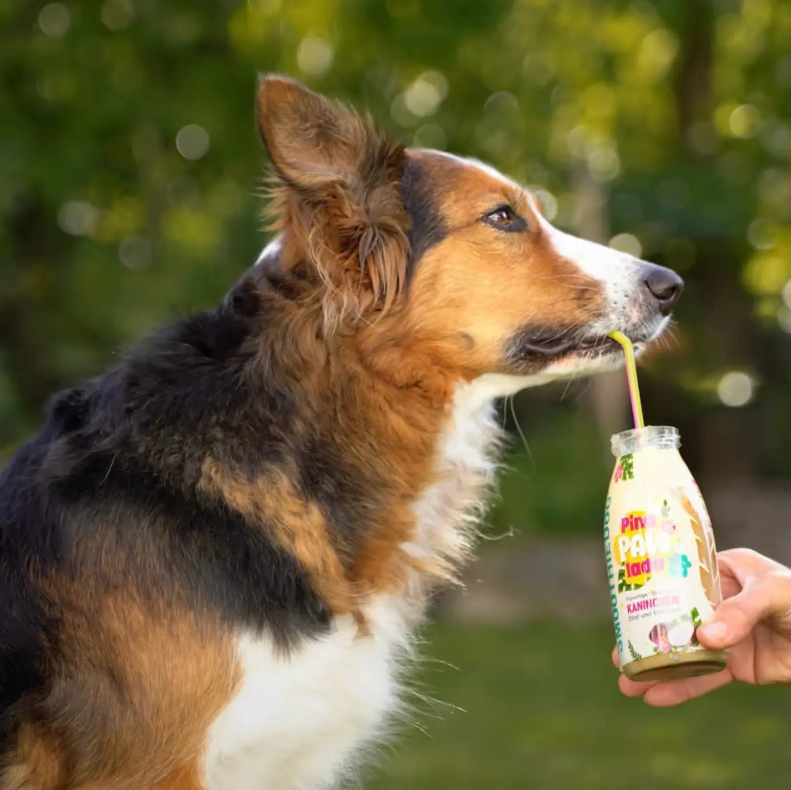 SmoothieDog Summer PinaPawLada 250ml - smoothie dla psa, królik z owocami i warzywami SmoothieDog