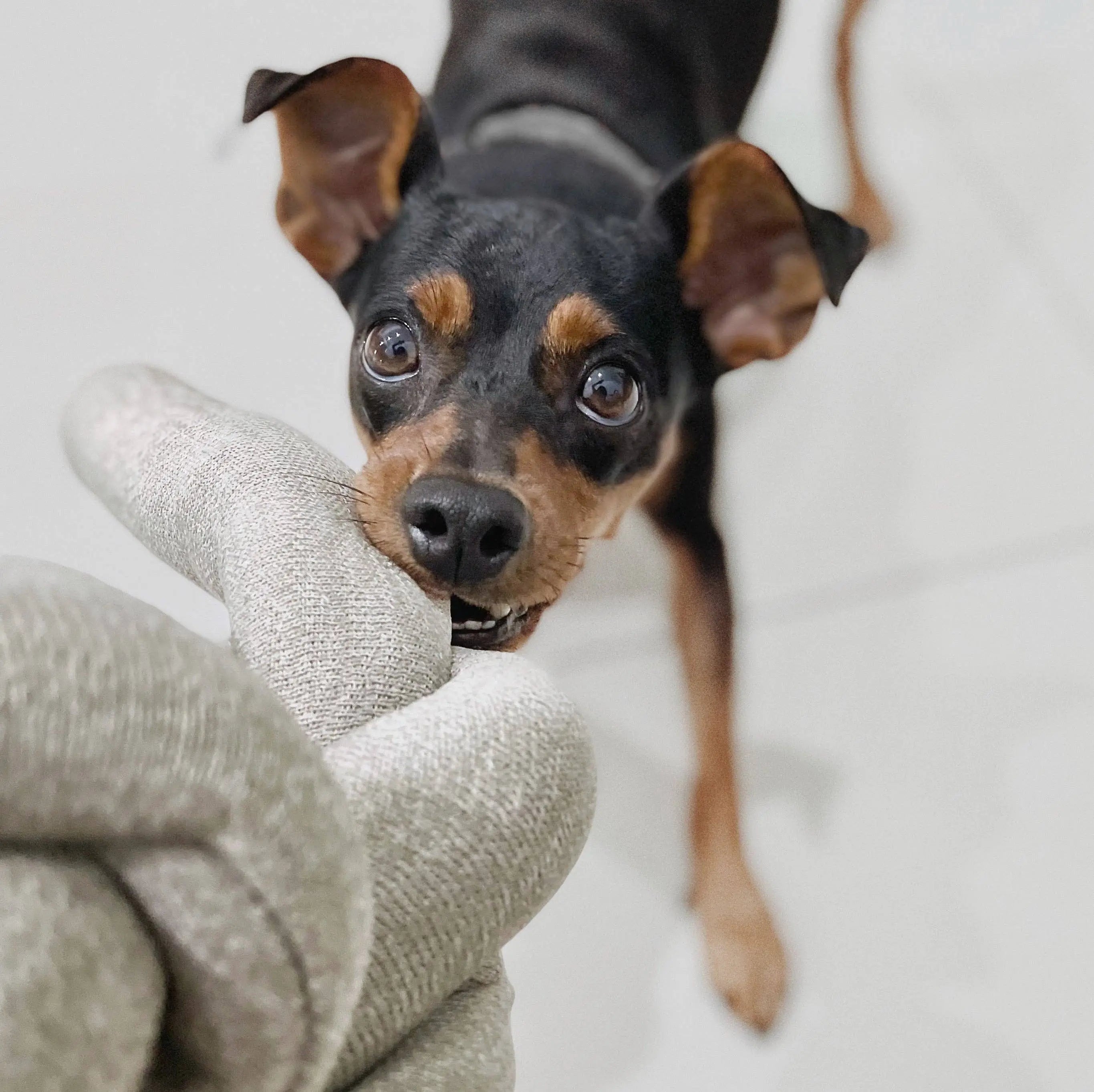 NOUNOU //Zabawka edukacyjna //Szary Lambwolf