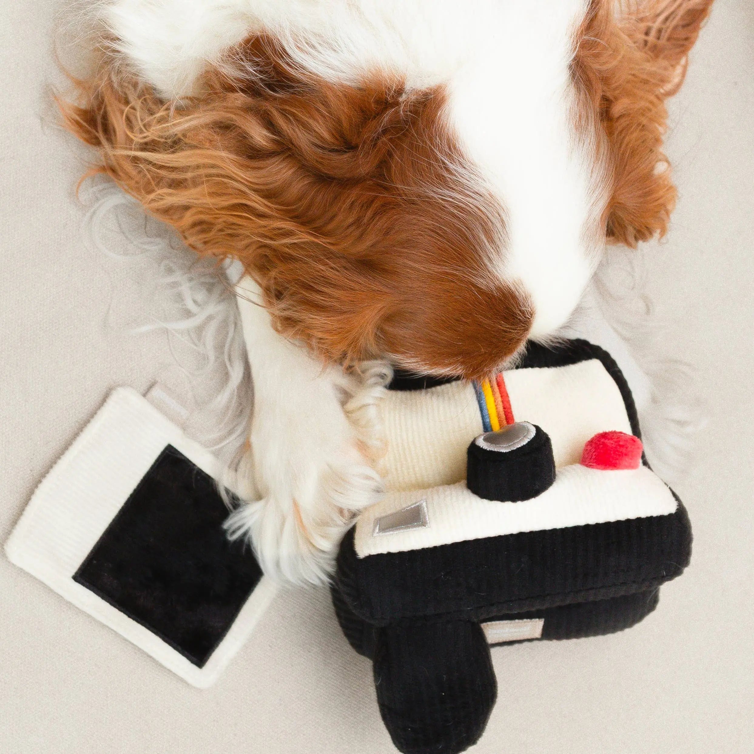 INSTANT CAMERA//Enrichment Toy Lambwolf
